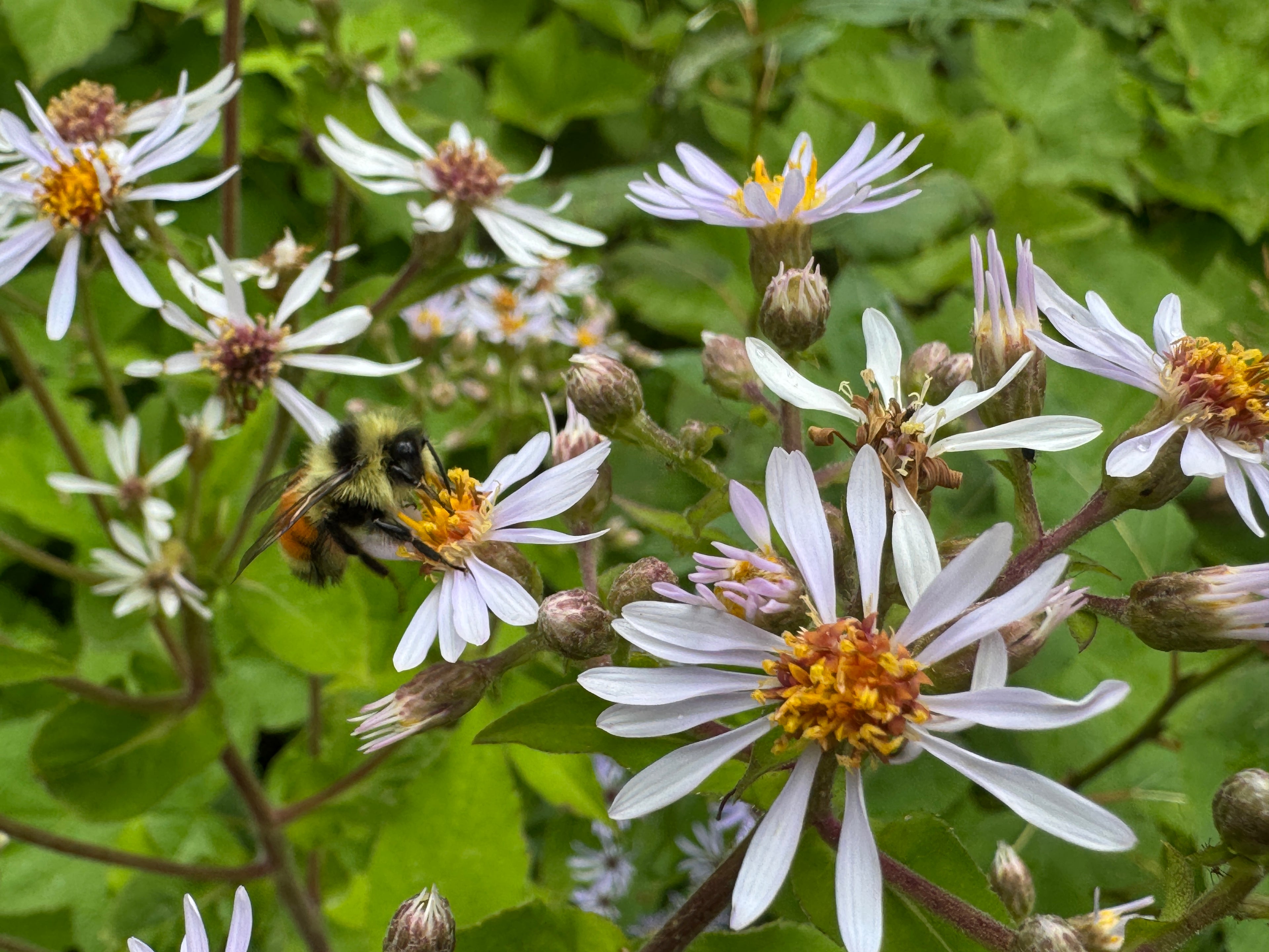 Big-leaf Aster (Eurybia Macrophylla)