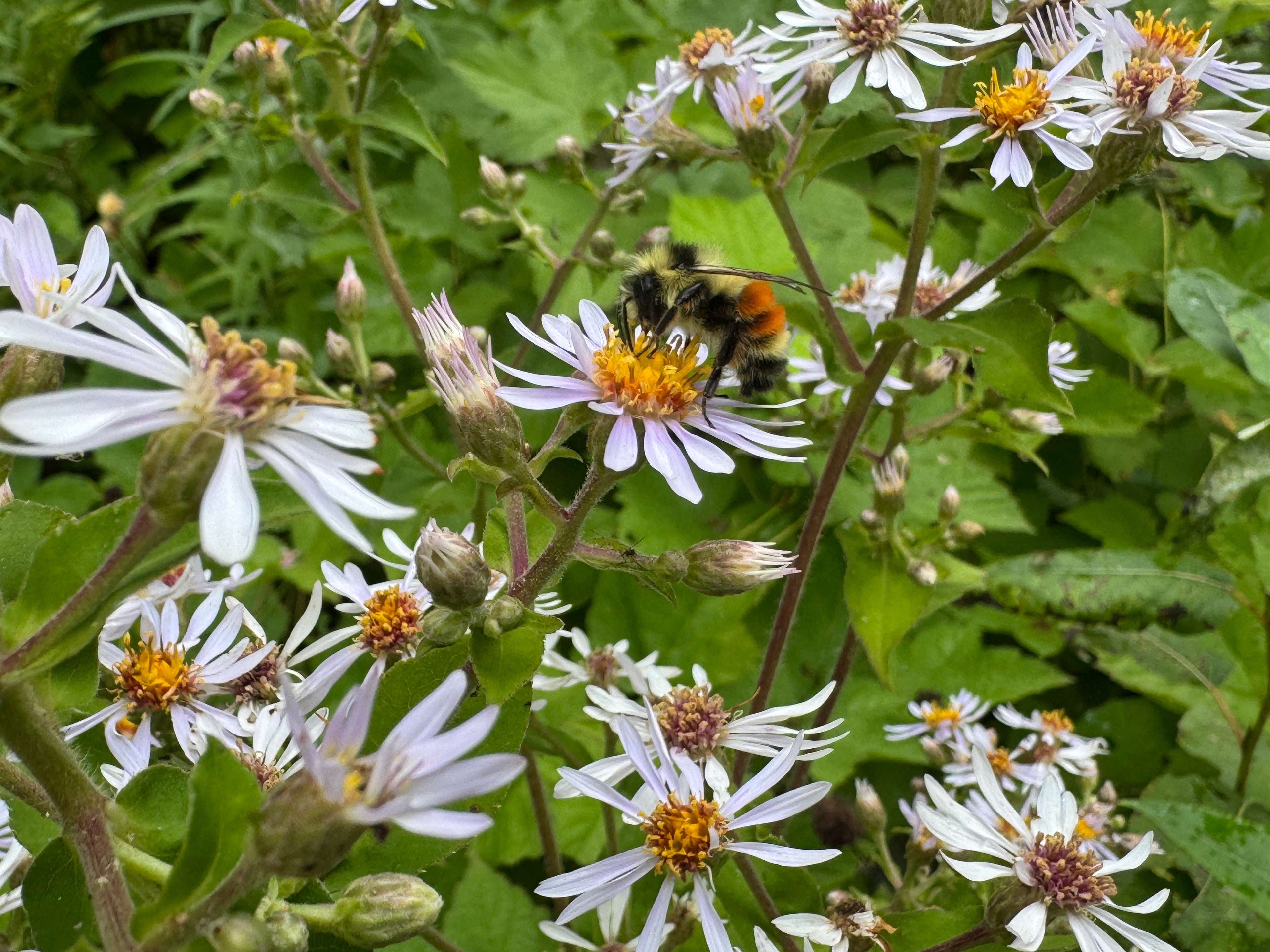 Big-leaf Aster (Eurybia Macrophylla)
