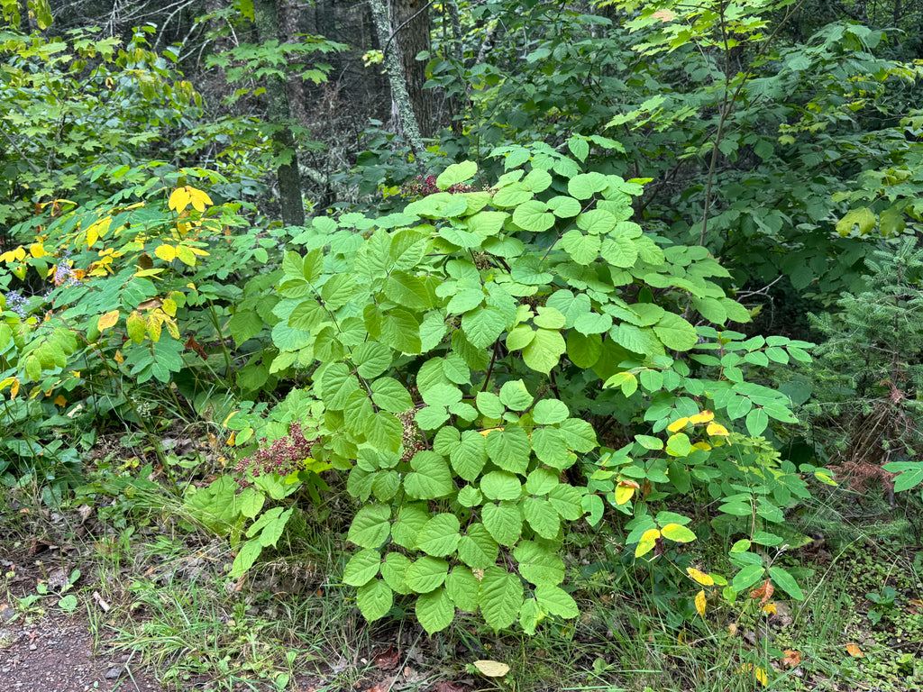 Spikenard (Aralia Racemosa)