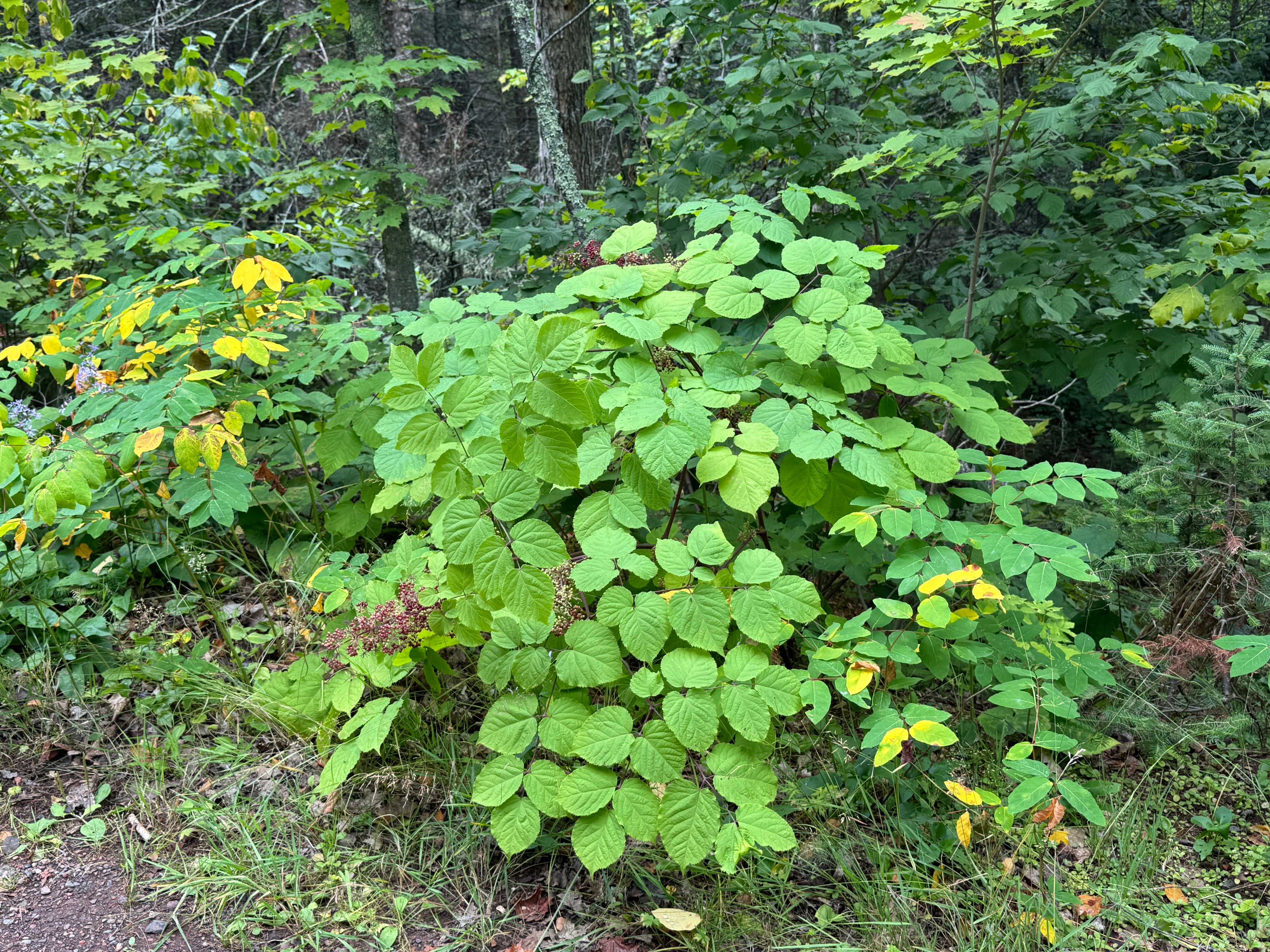 Spikenard (Aralia Racemosa)