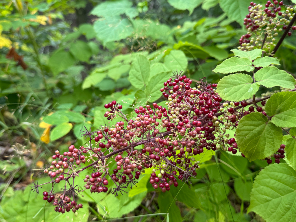 Spikenard (Aralia Racemosa)