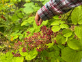 Spikenard (Aralia Racemosa)