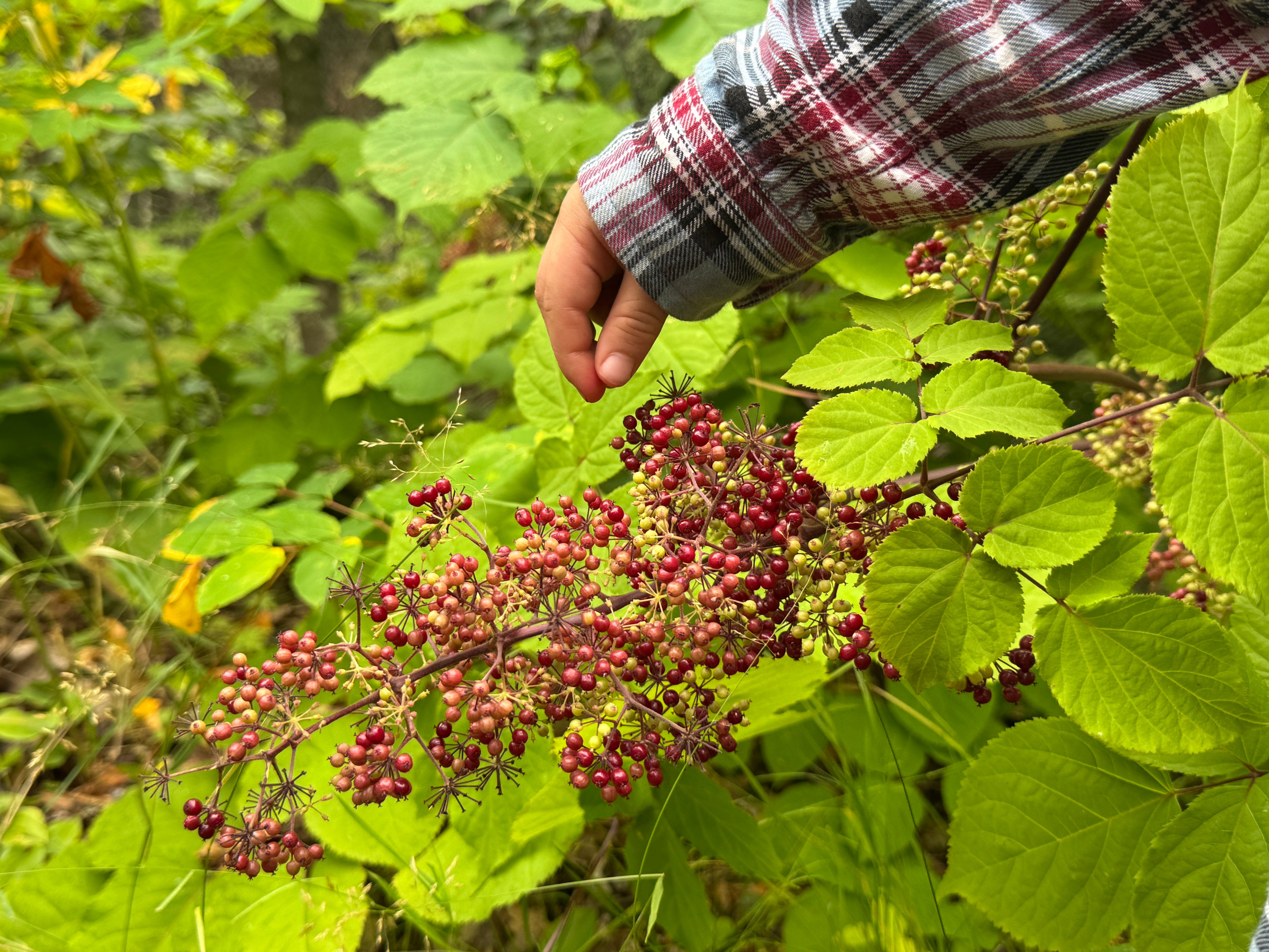 Spikenard (Aralia Racemosa)