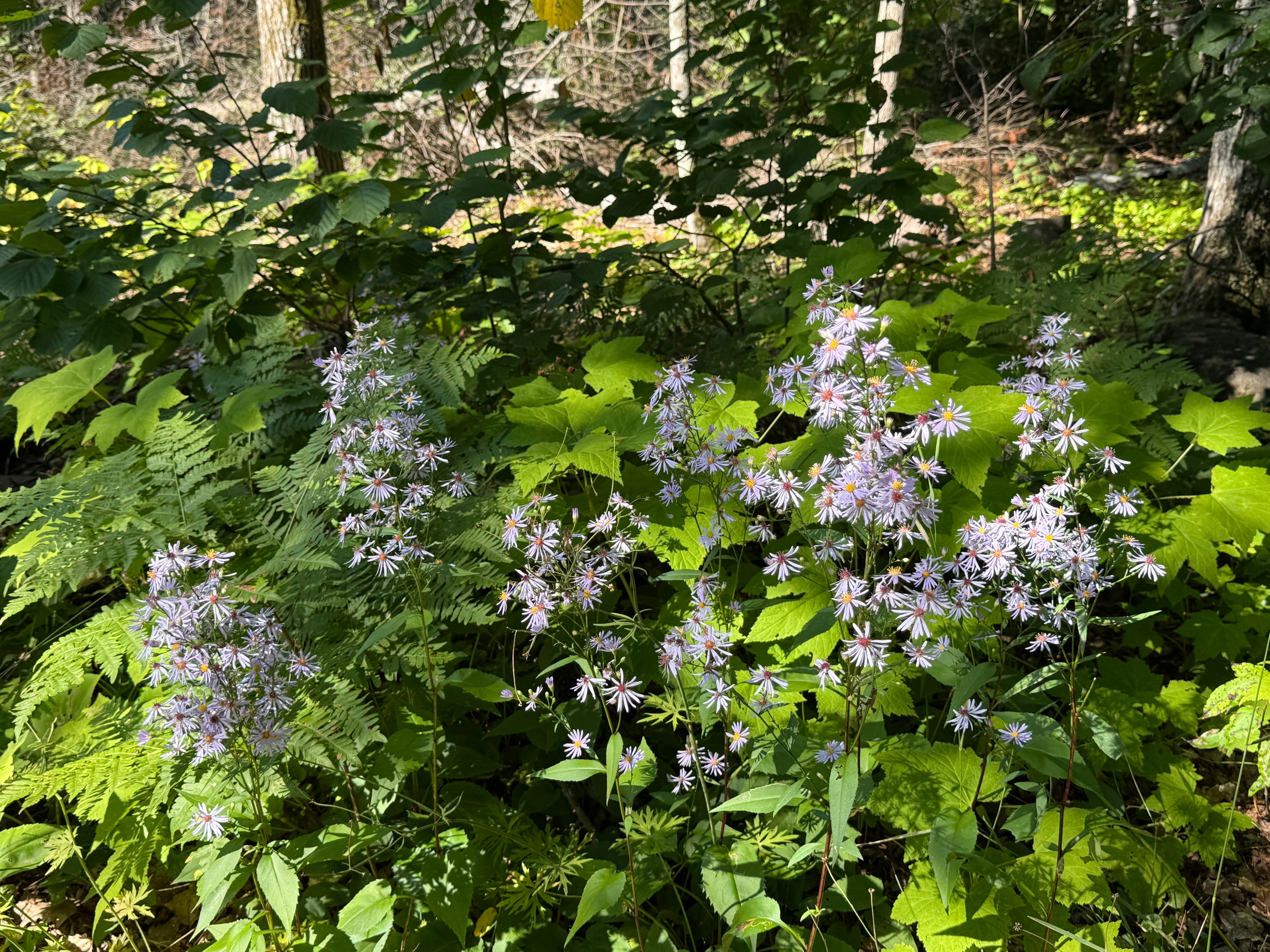Lindley's Aster (Symphyotrichum Ciliolatum)