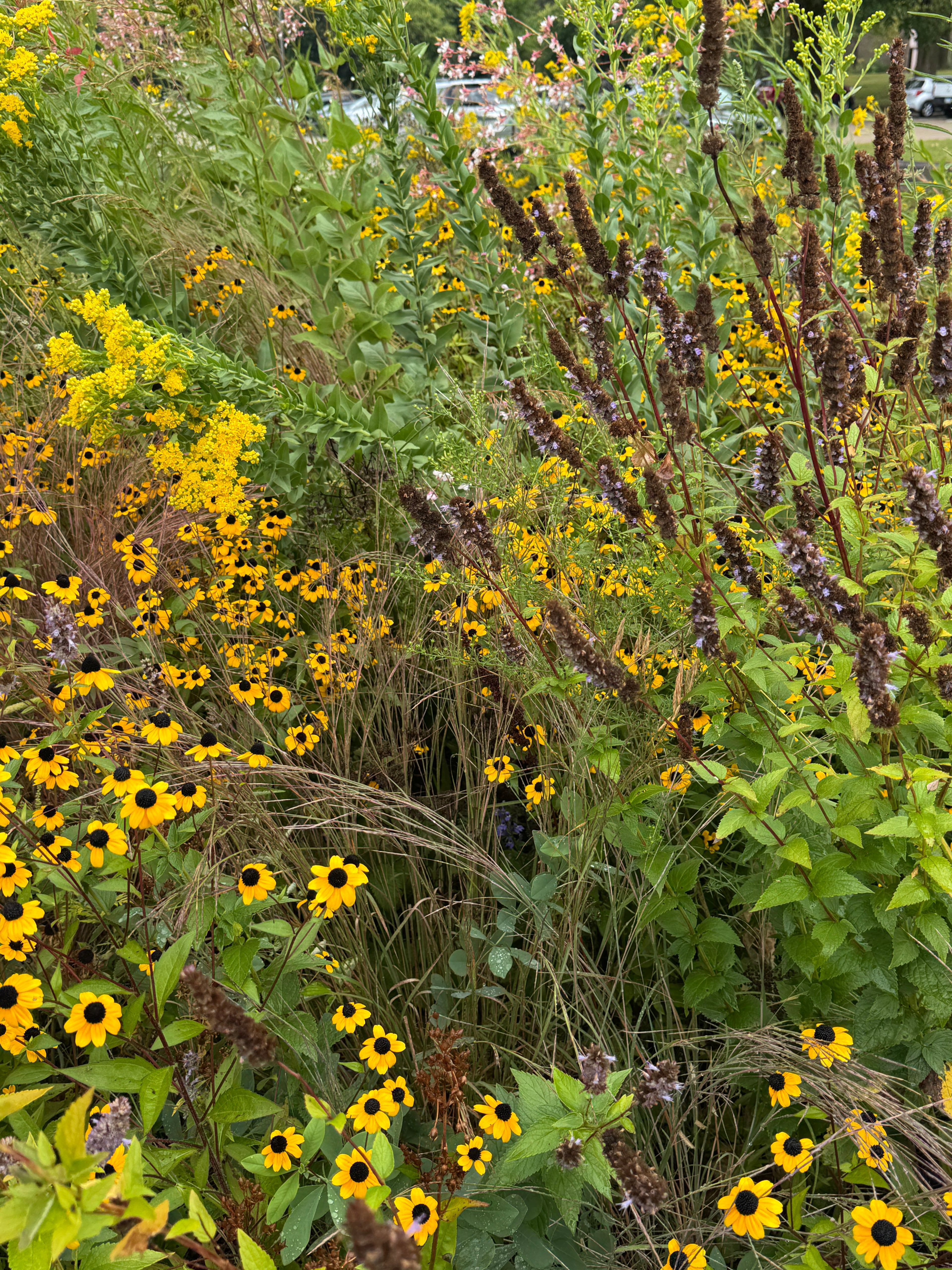 Anise Hyssop (Agastache foeniculum)