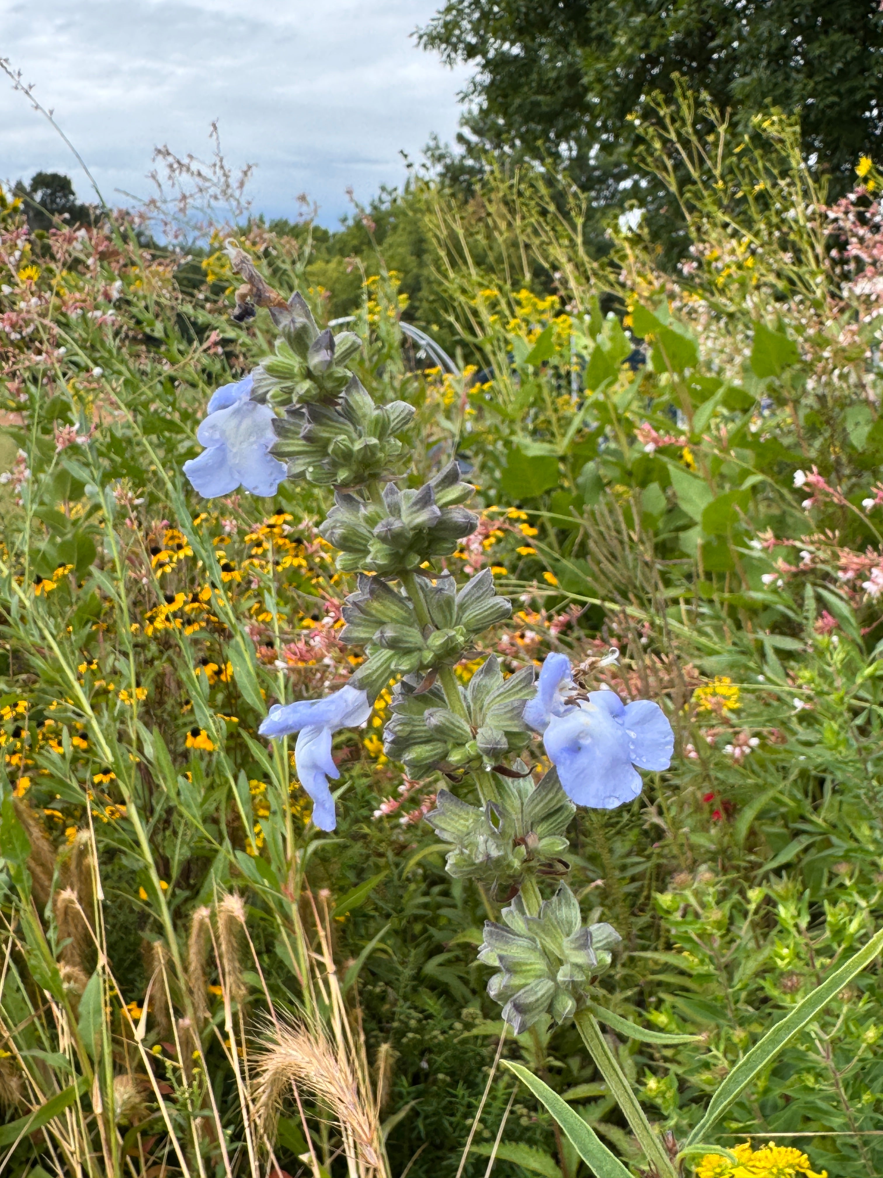 Blue Salvia (Salvia Azurea)