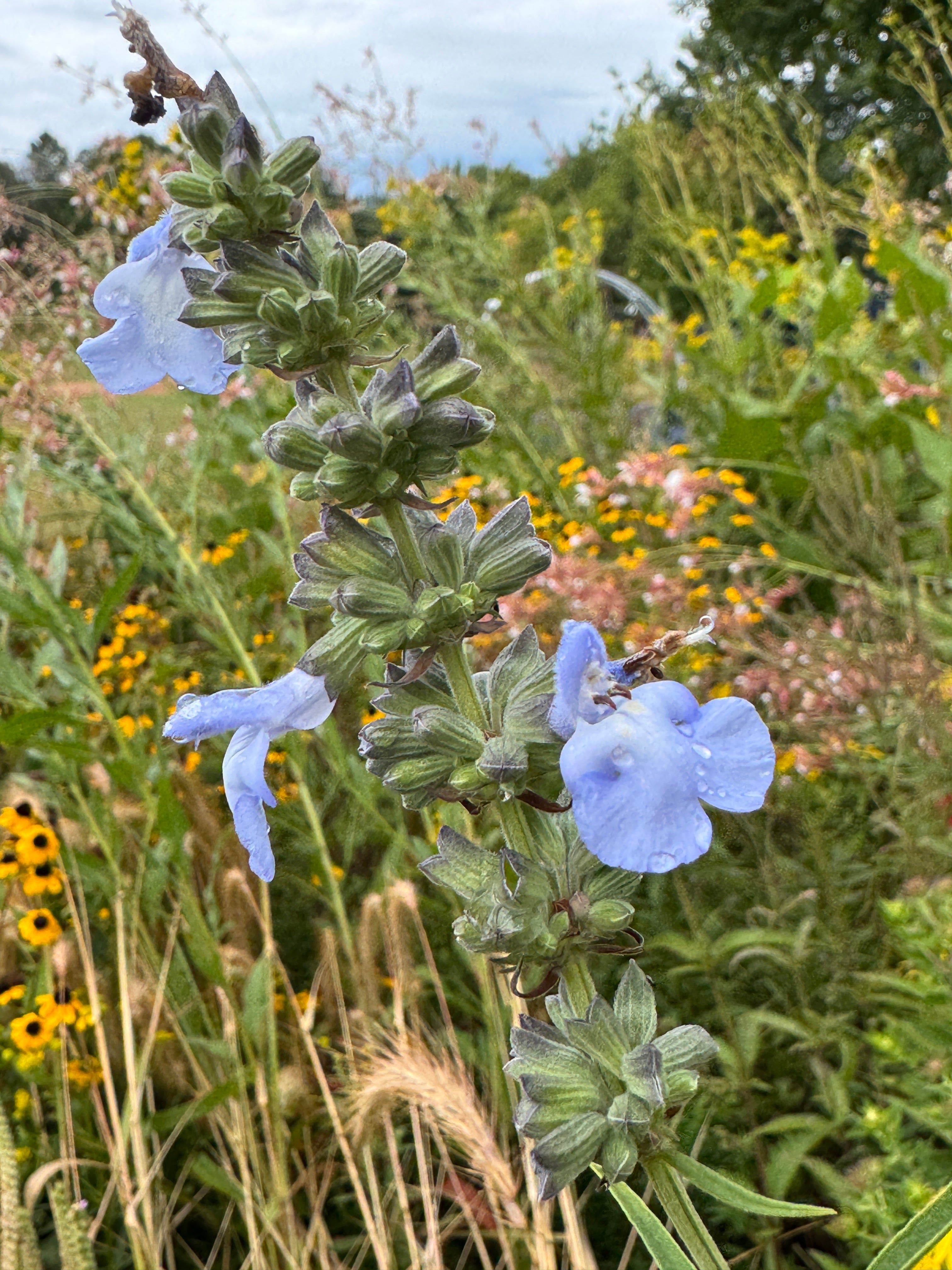 Blue Salvia (Salvia Azurea)