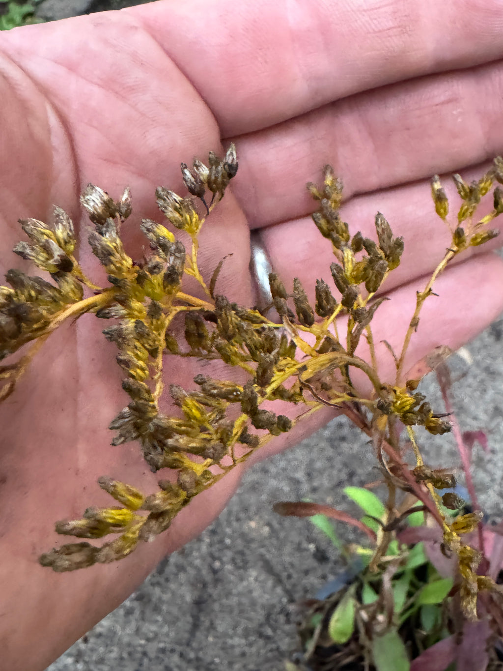 Early Goldenrod (Solidago juncea)
