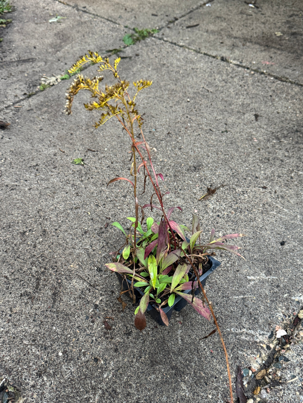 Early Goldenrod (Solidago juncea)