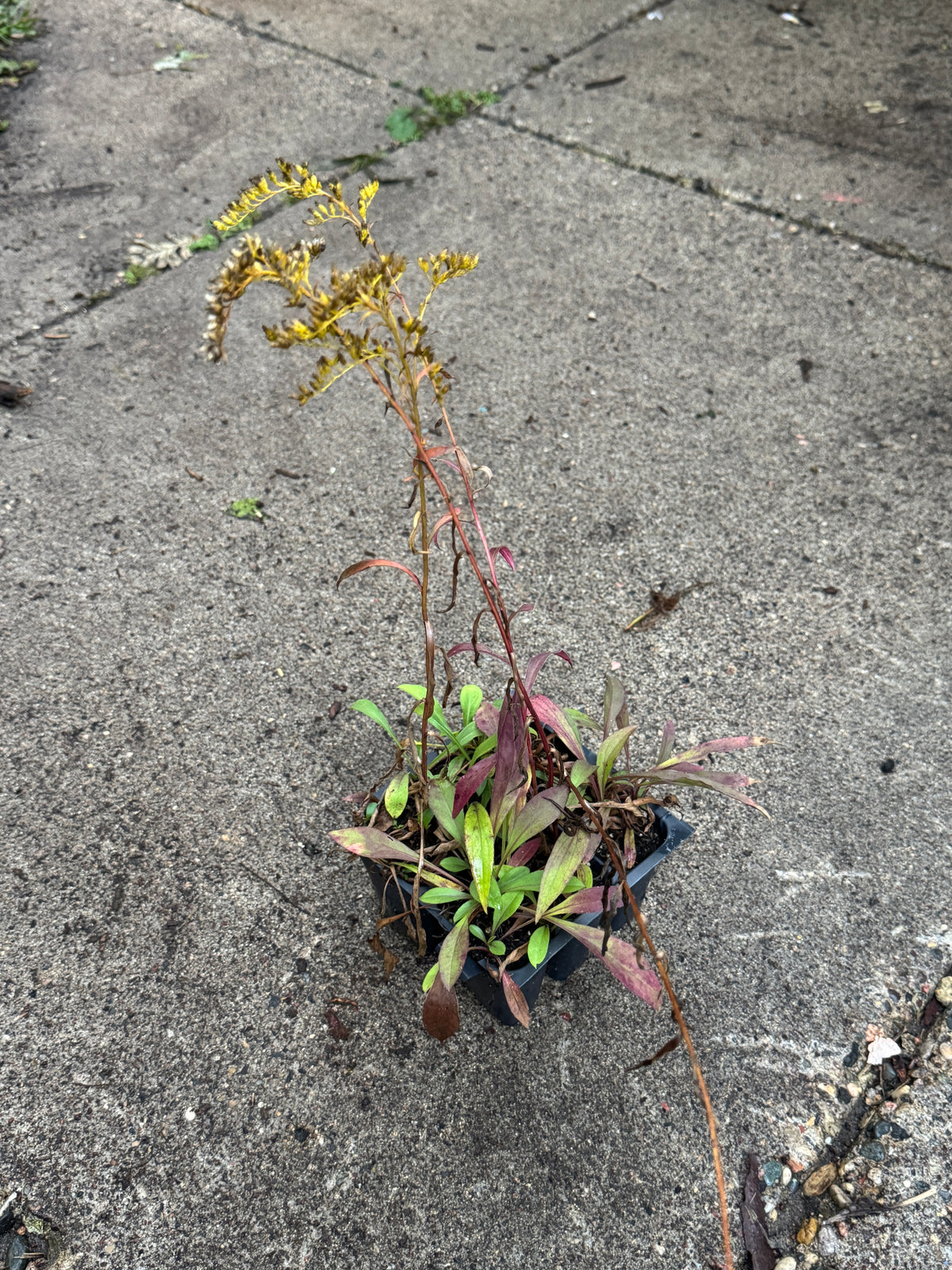 Early Goldenrod (Solidago juncea)