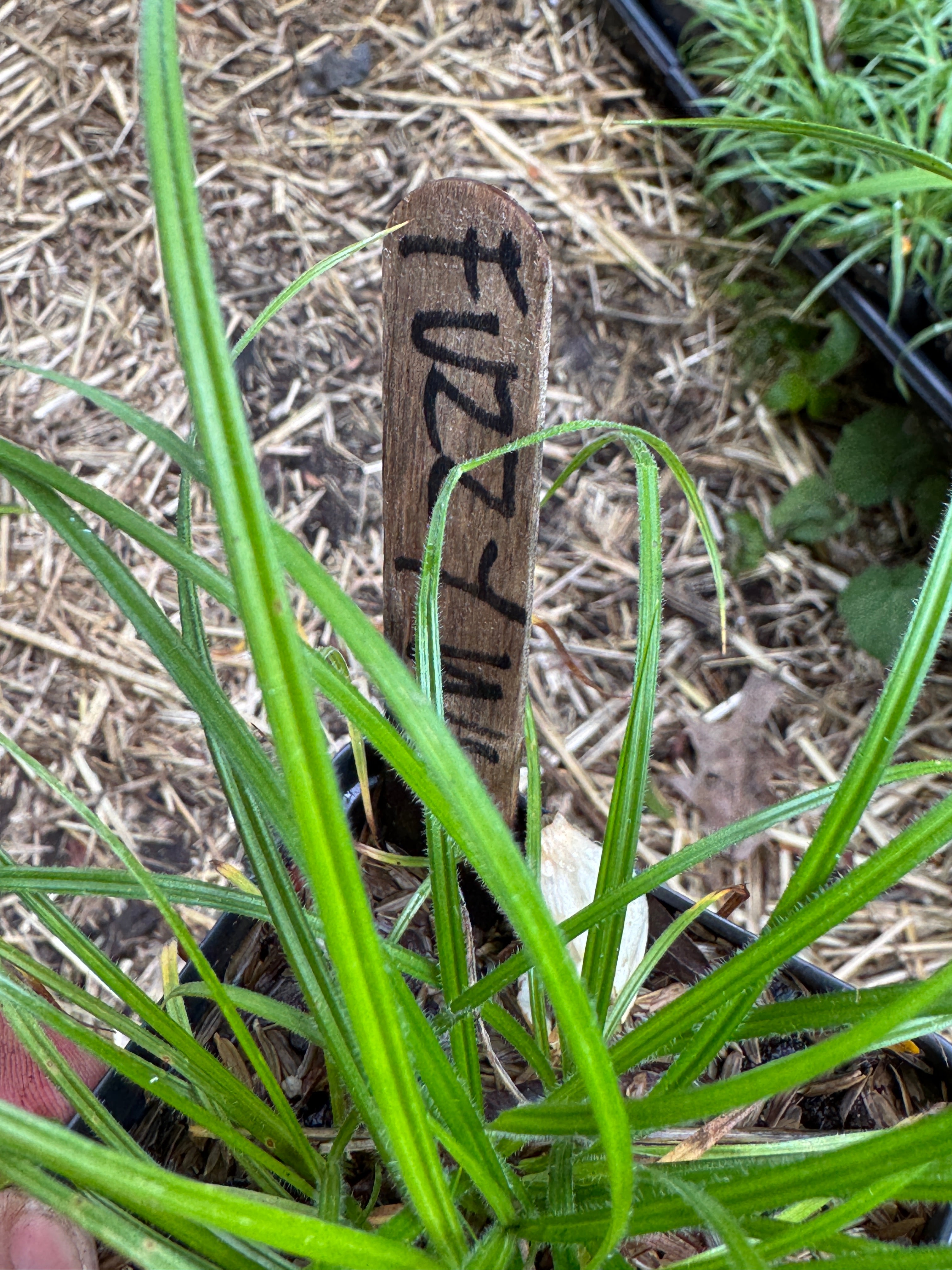 Fuzzy Wuzzy Sedge (Carex Hirsutella)