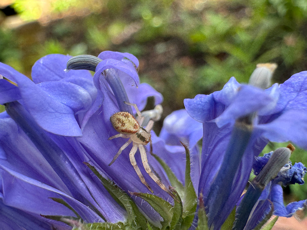 Blue lobelia (Lobelia Siphilitica)