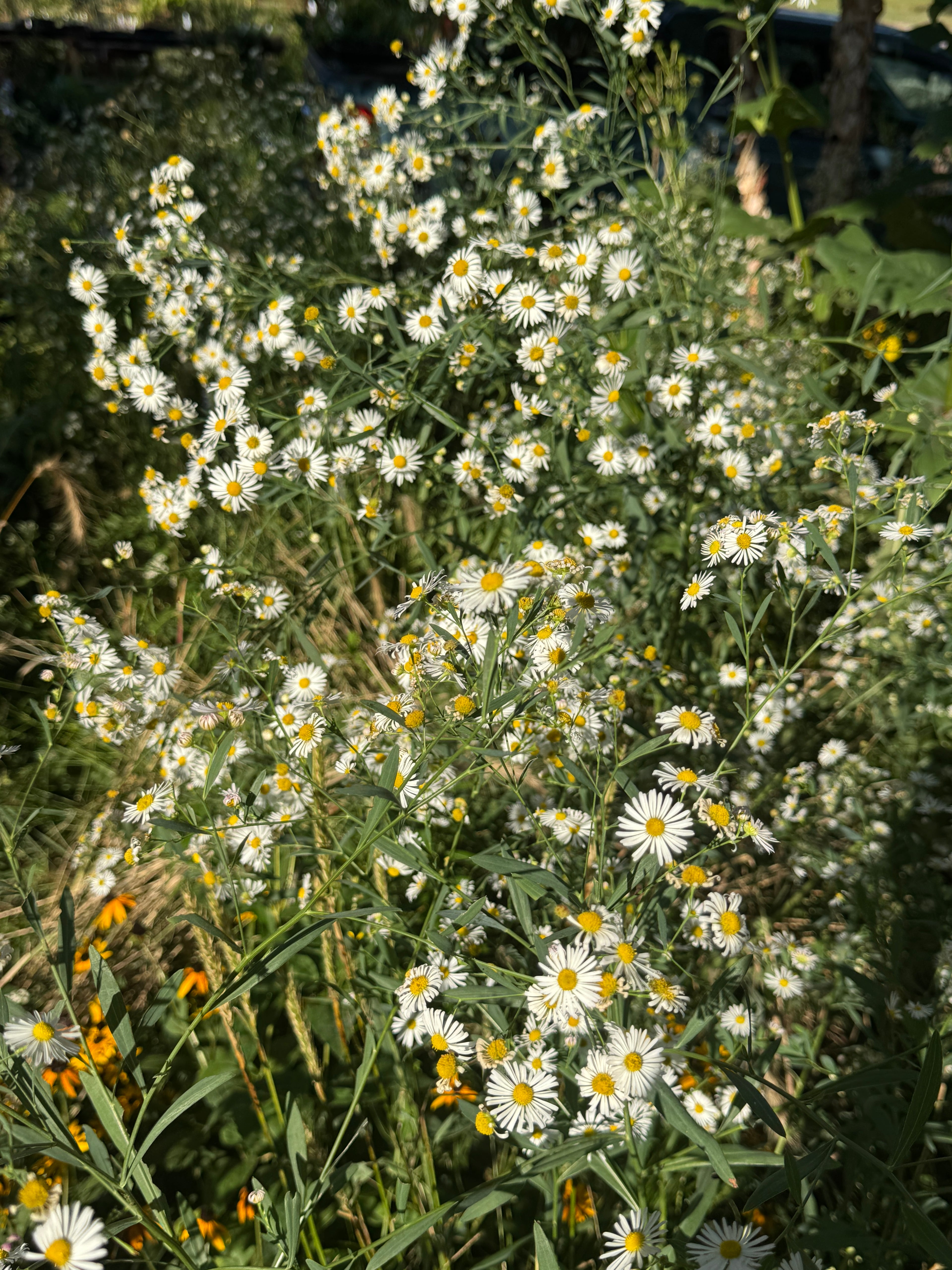 False Aster (False Aster)