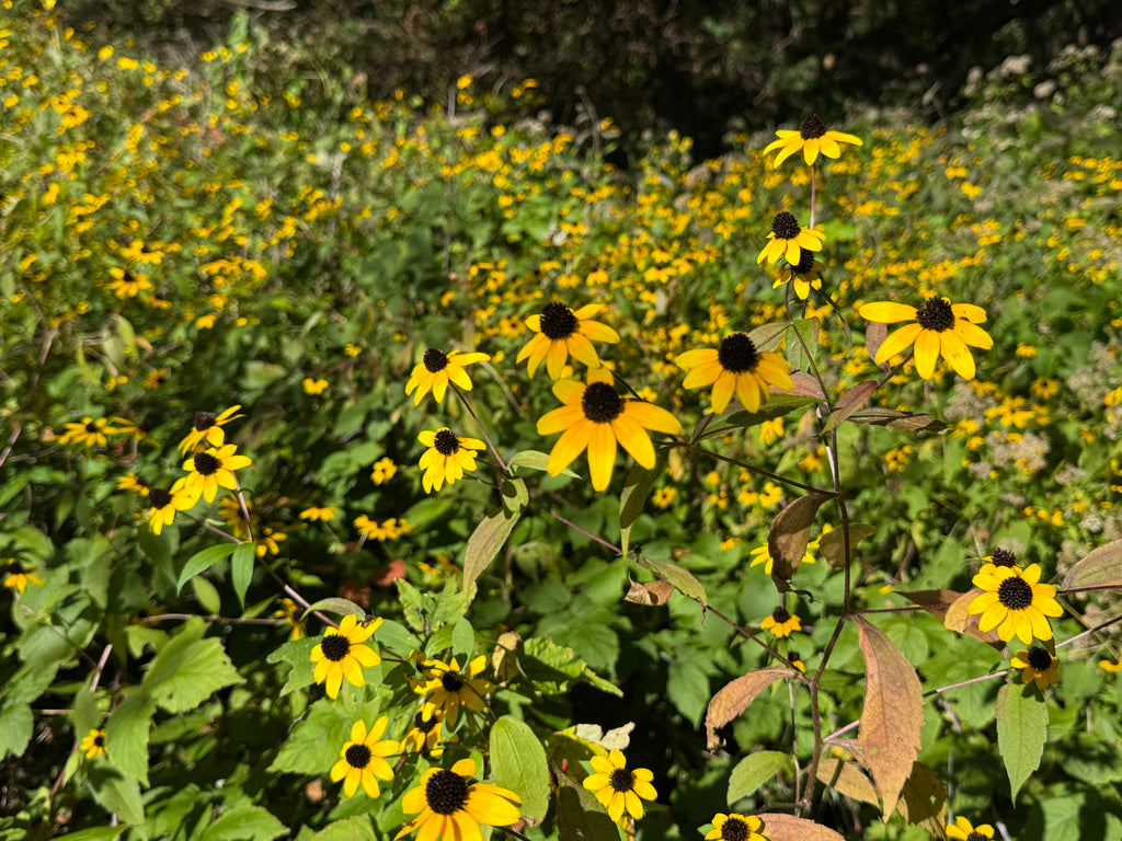 Brown-eyed Susan (Rudbeckia Triloba)