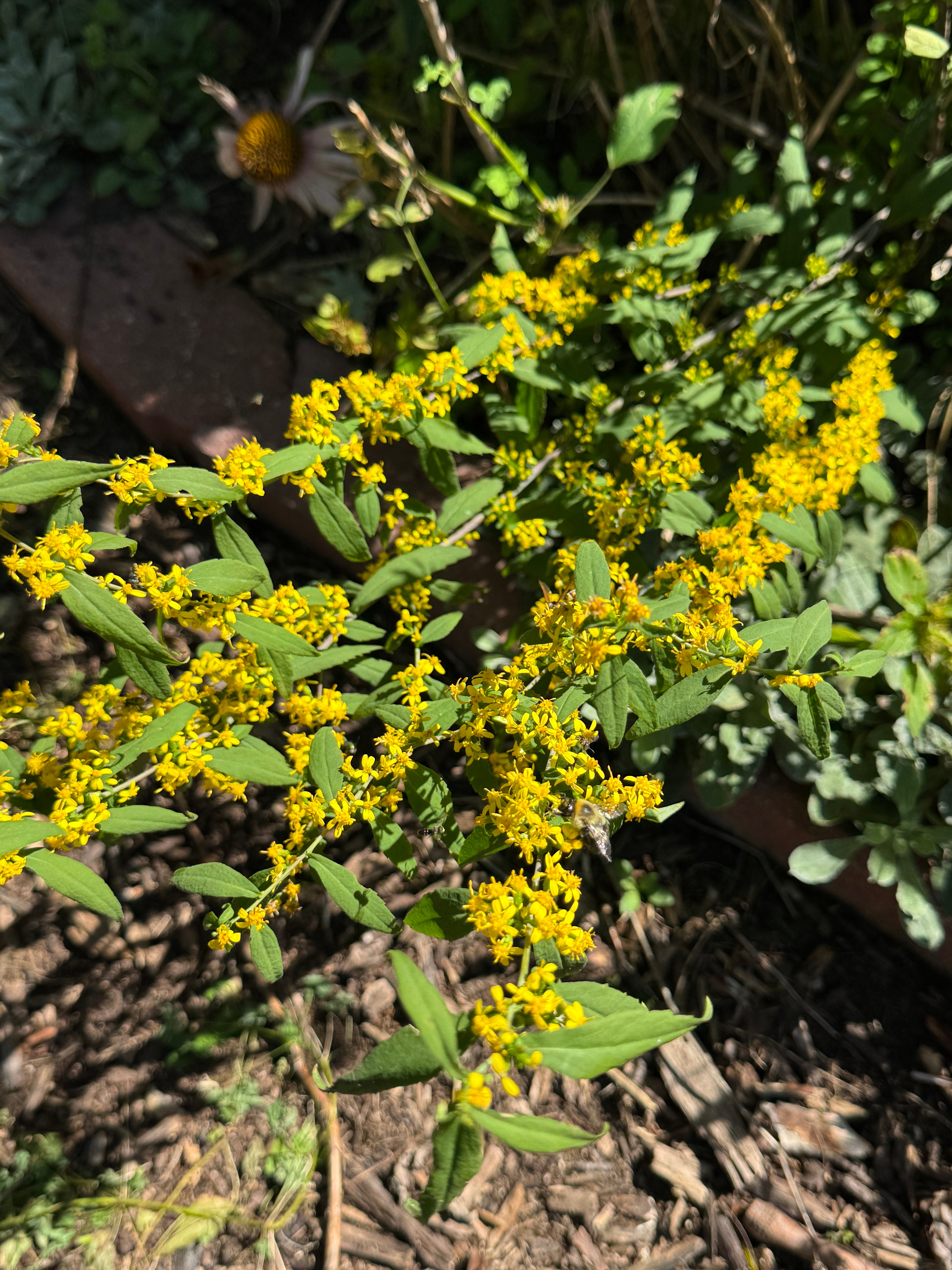 Blue-stemmed Goldenrod (Solidago Caesia)