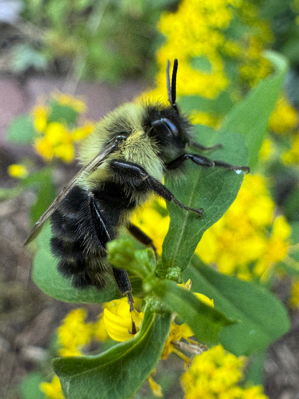 Blue-stemmed Goldenrod (Solidago Caesia)