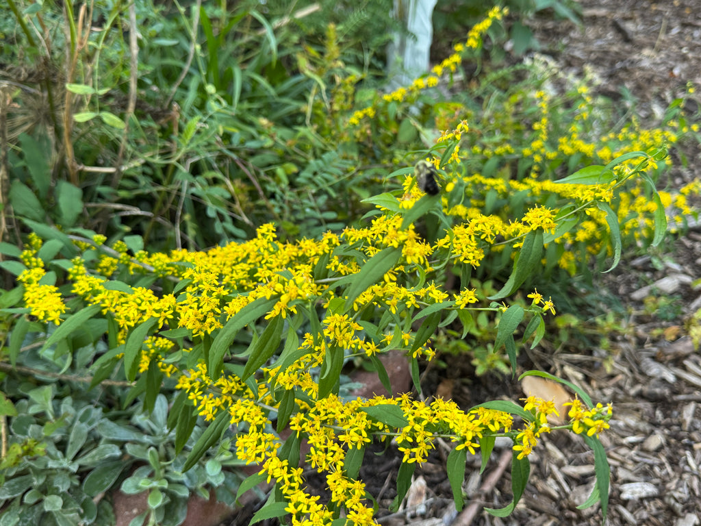 Blue-stemmed Goldenrod (Solidago Caesia)