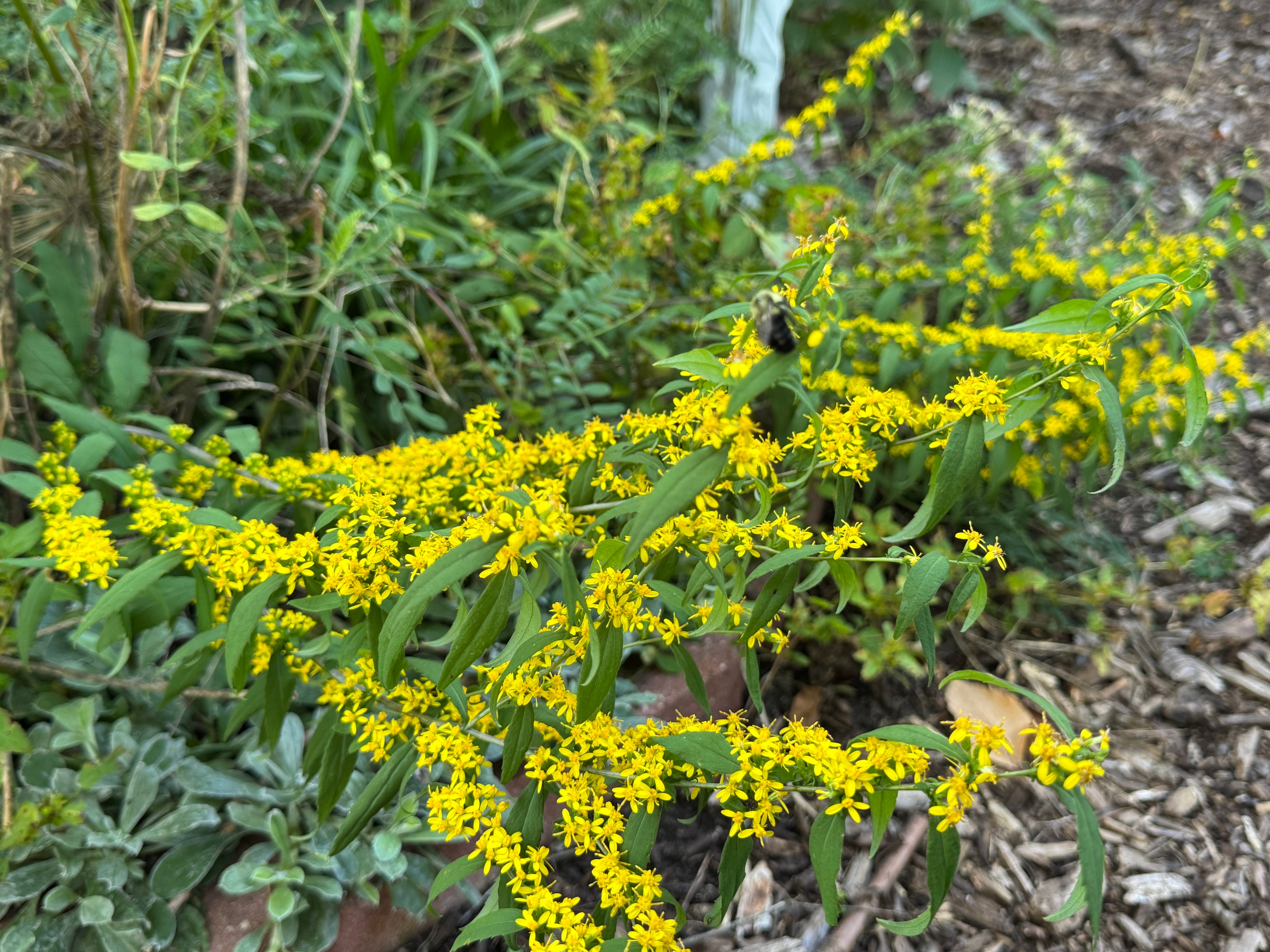 Blue-stemmed Goldenrod (Solidago Caesia)