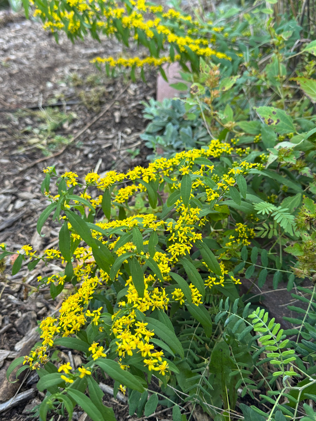 Blue-stemmed Goldenrod (Solidago Caesia)