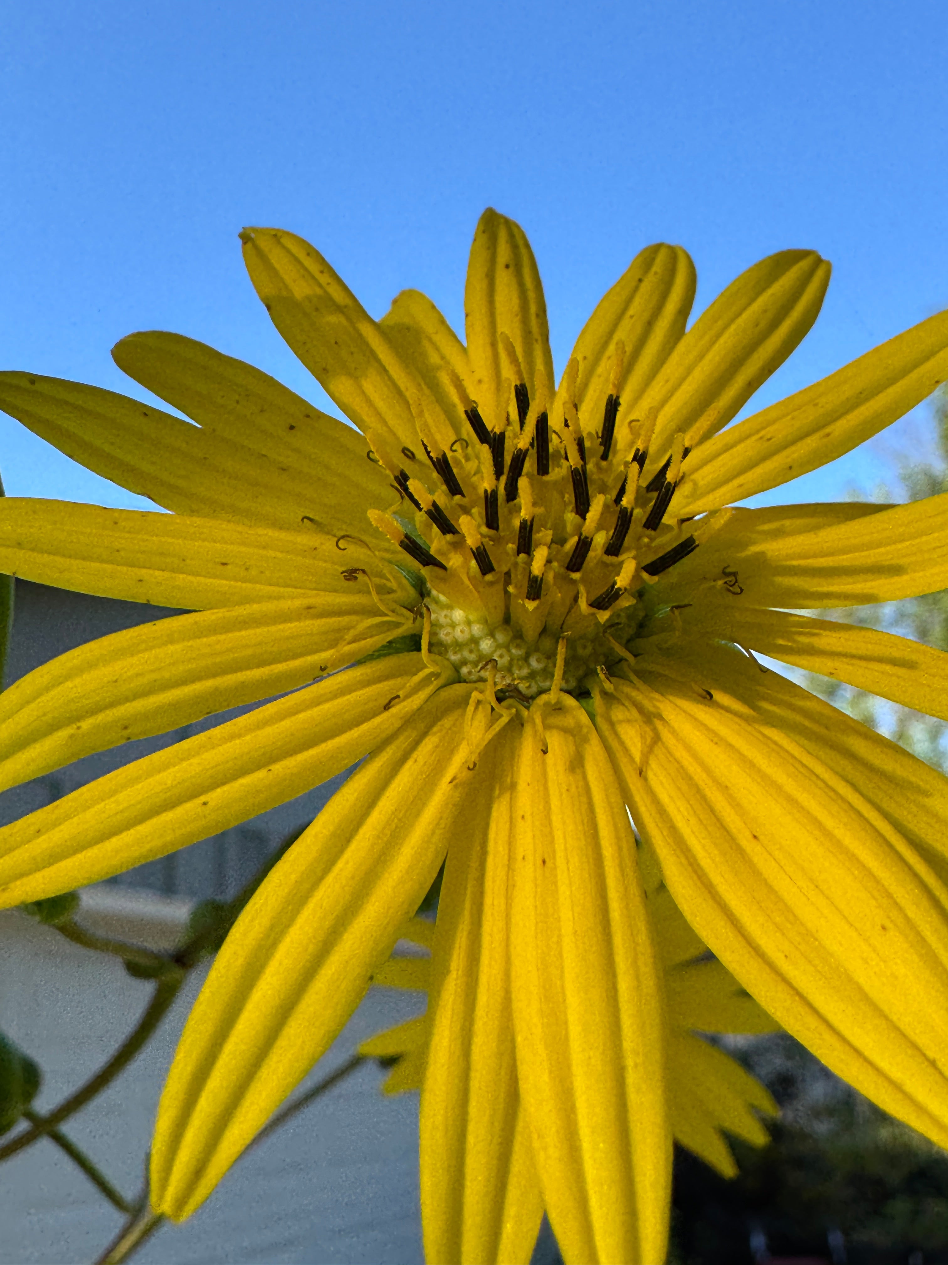 Prairie Dock (Silphium Terebinthinaceum)