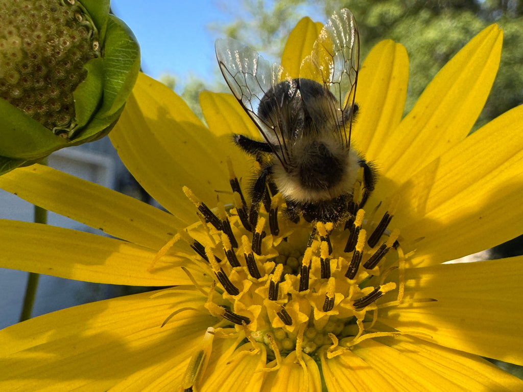 Bee on a yellow flower with a blue sky background