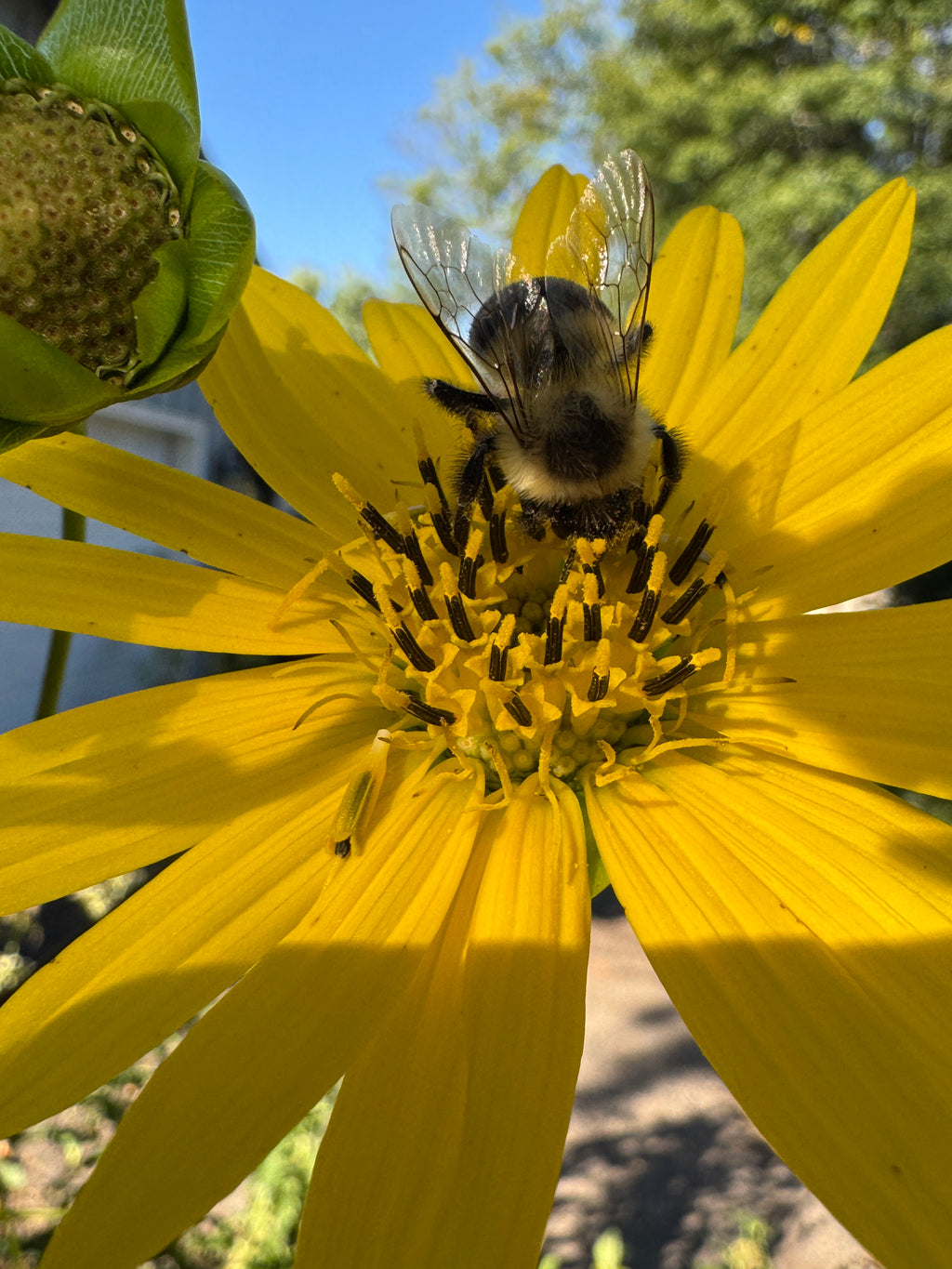 Prairie Dock (Silphium Terebinthinaceum)
