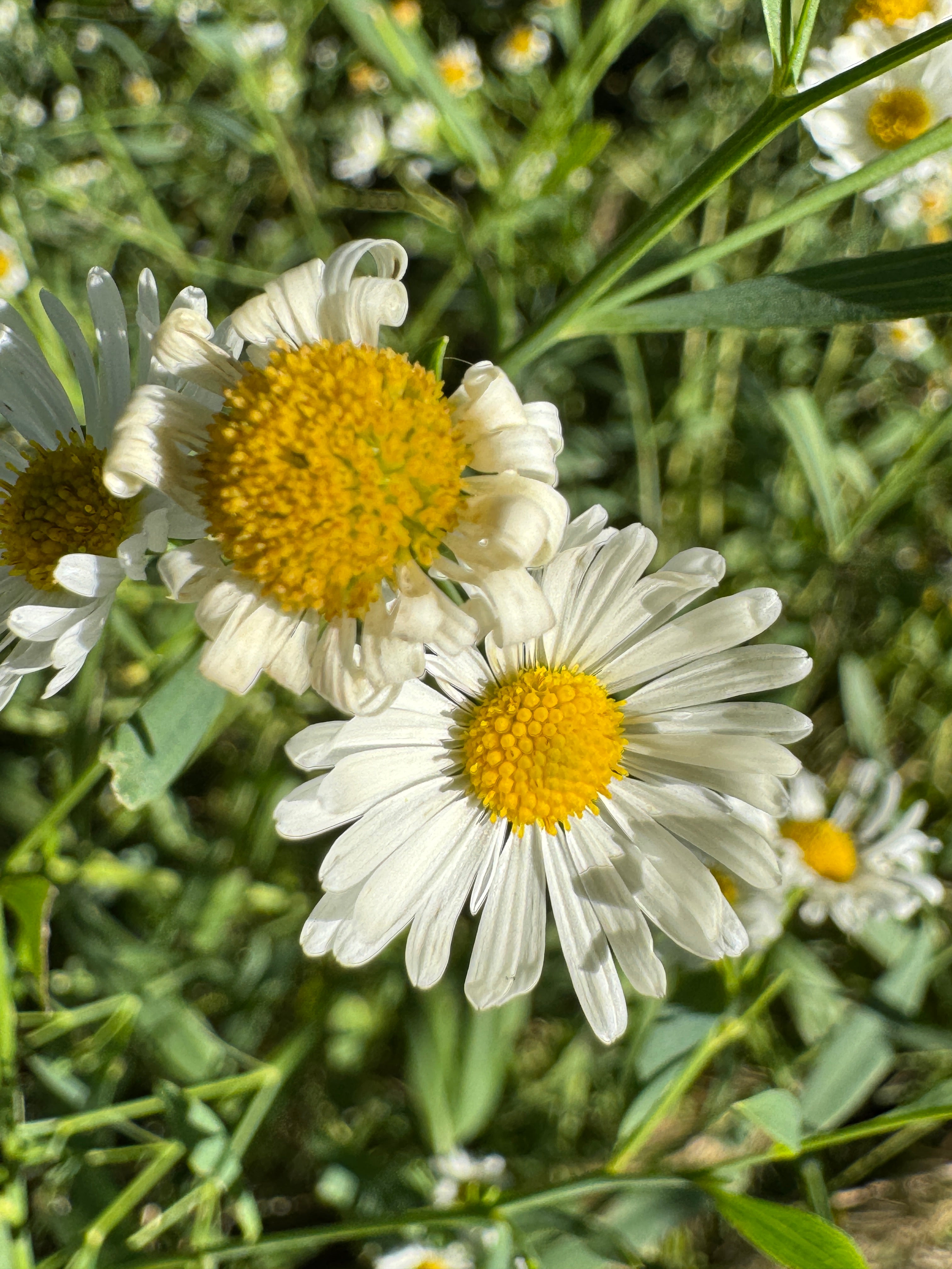 False Aster (False Aster)