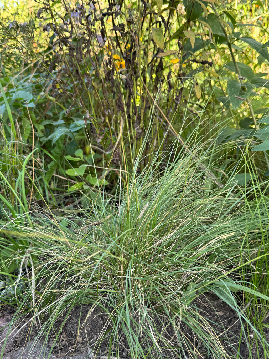 Hairy Grama (Bouteloua Hirsuta)