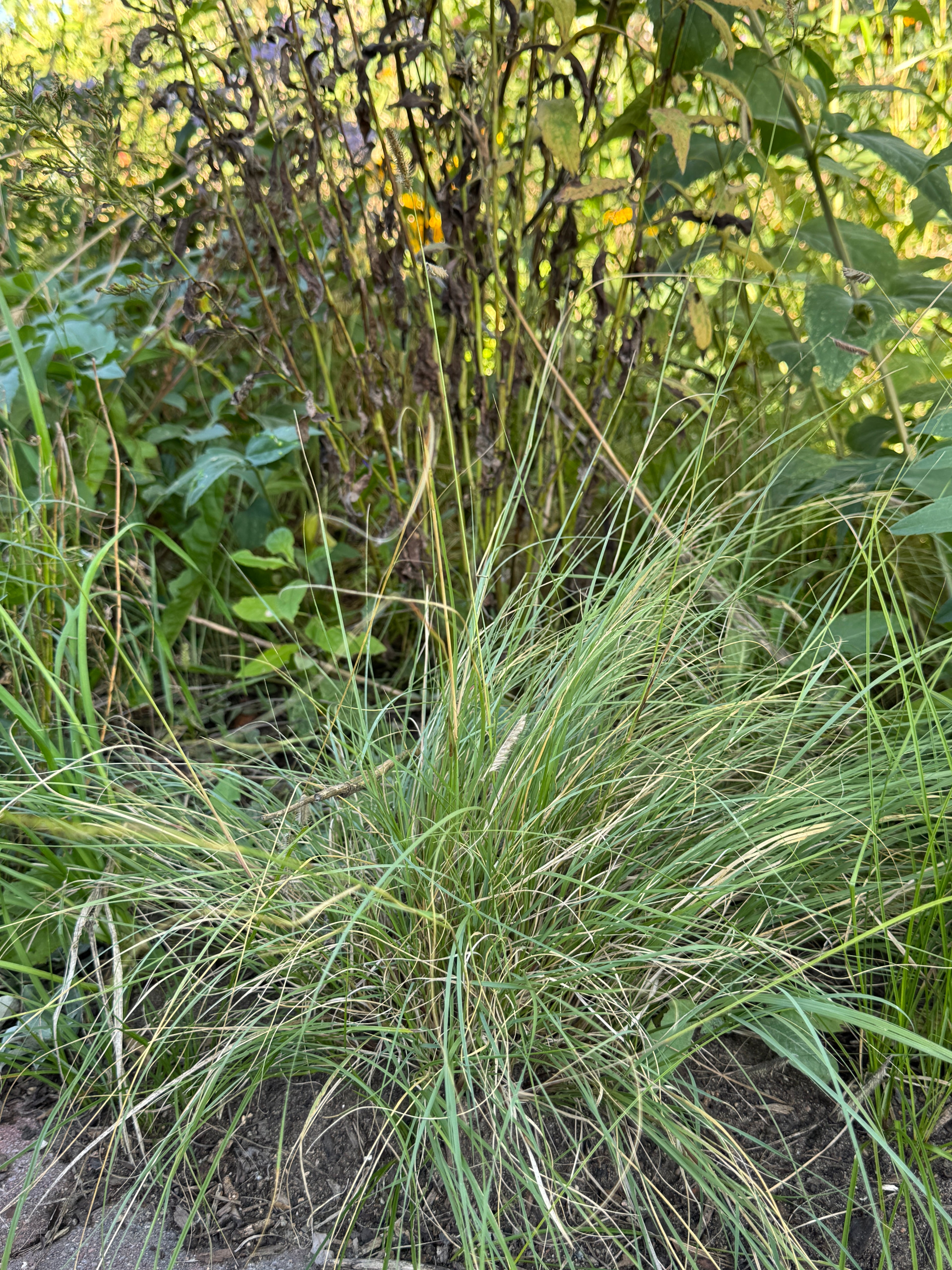 Hairy Grama (Bouteloua Hirsuta)