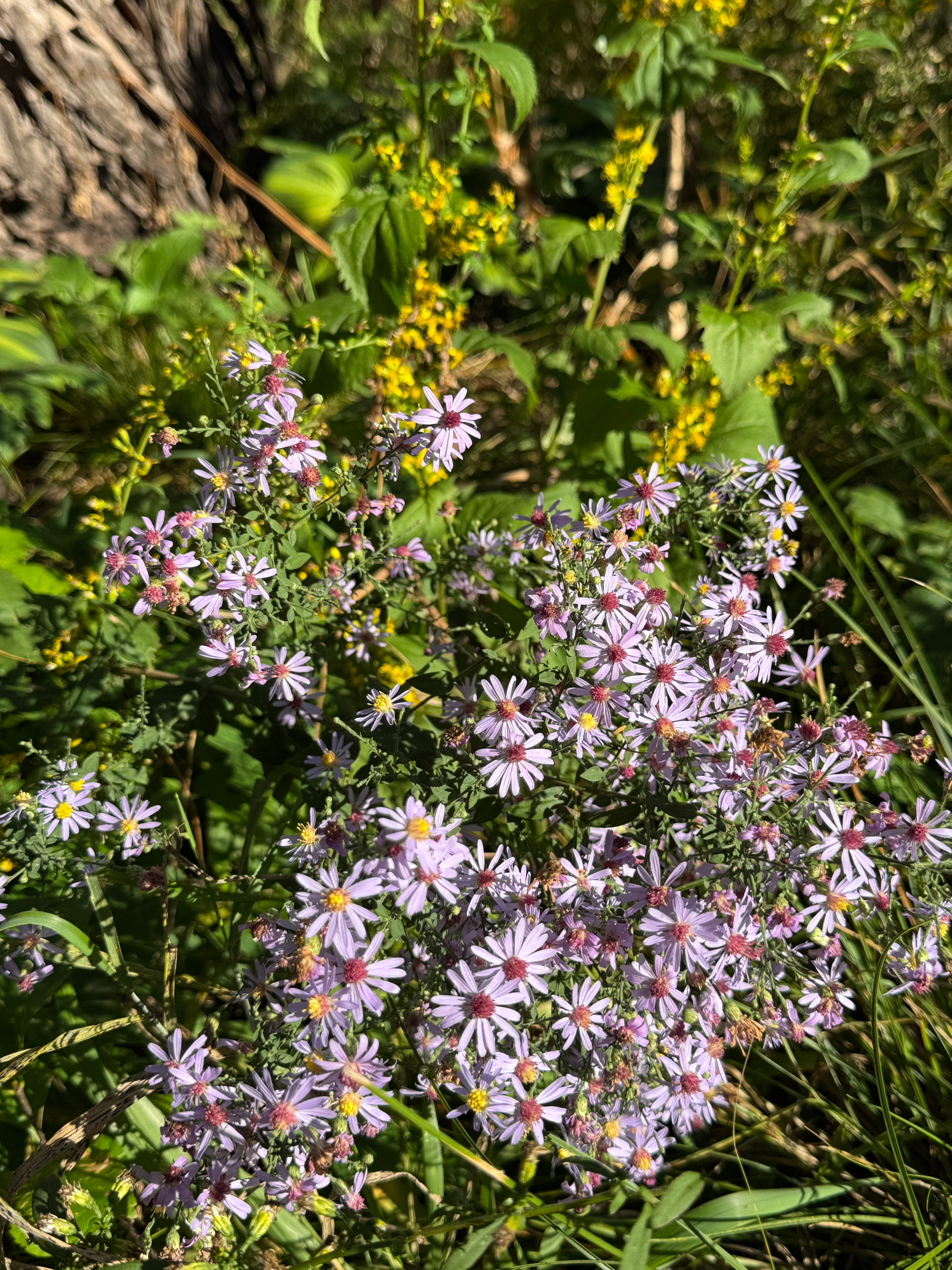 Blue Wood Aster (Symphyotrichum Cordifolium)