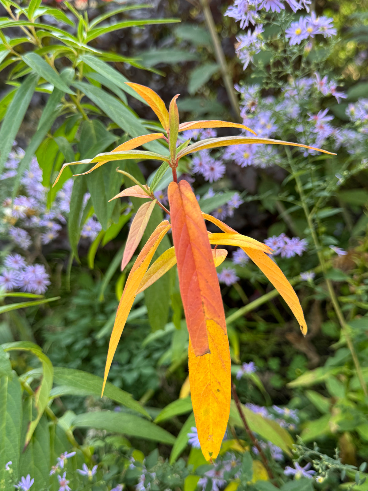 Swamp Milkweed (Asclepias Incarnata)