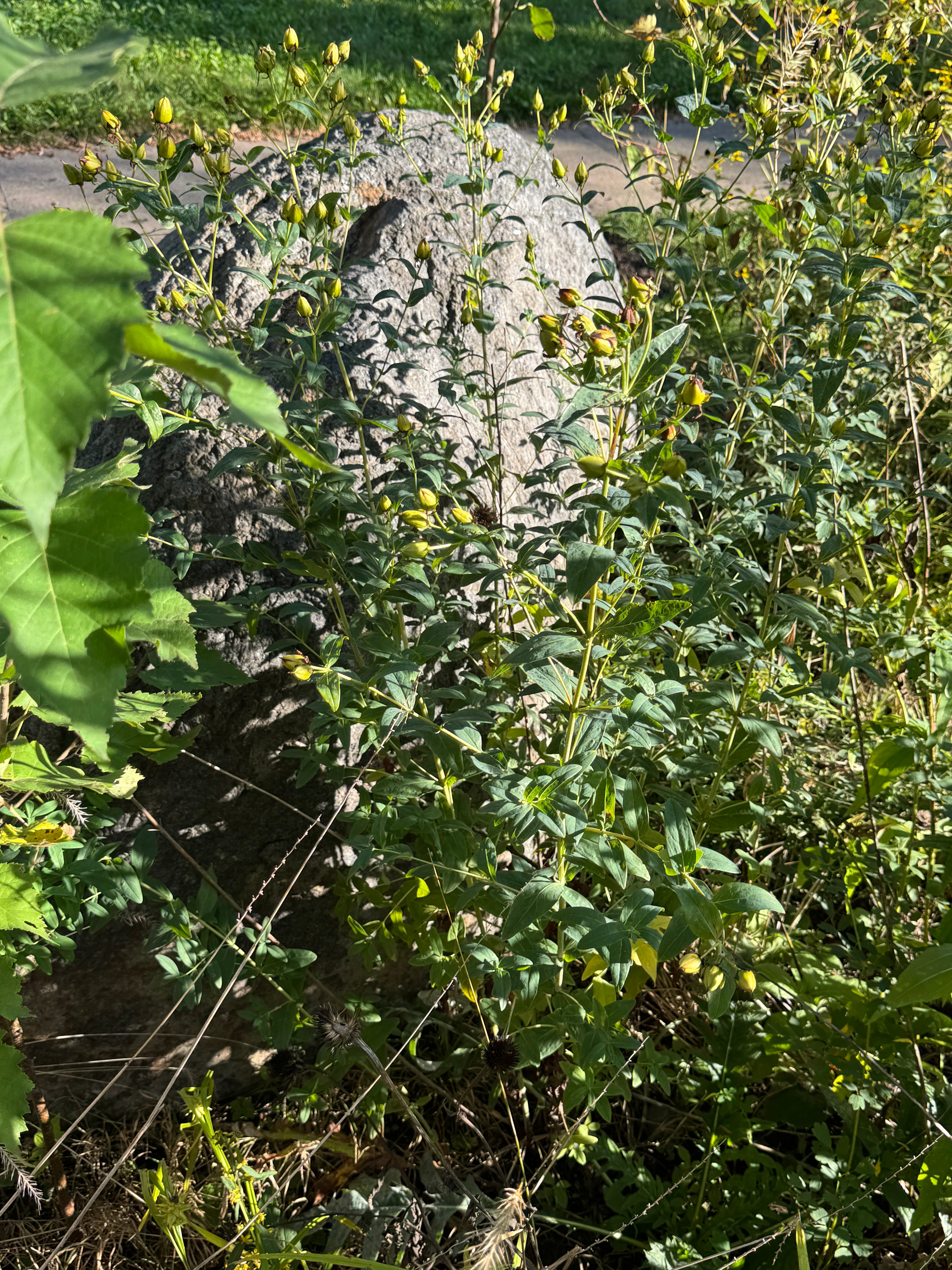 Great St. John's Wort (Hypericum Ascyron)