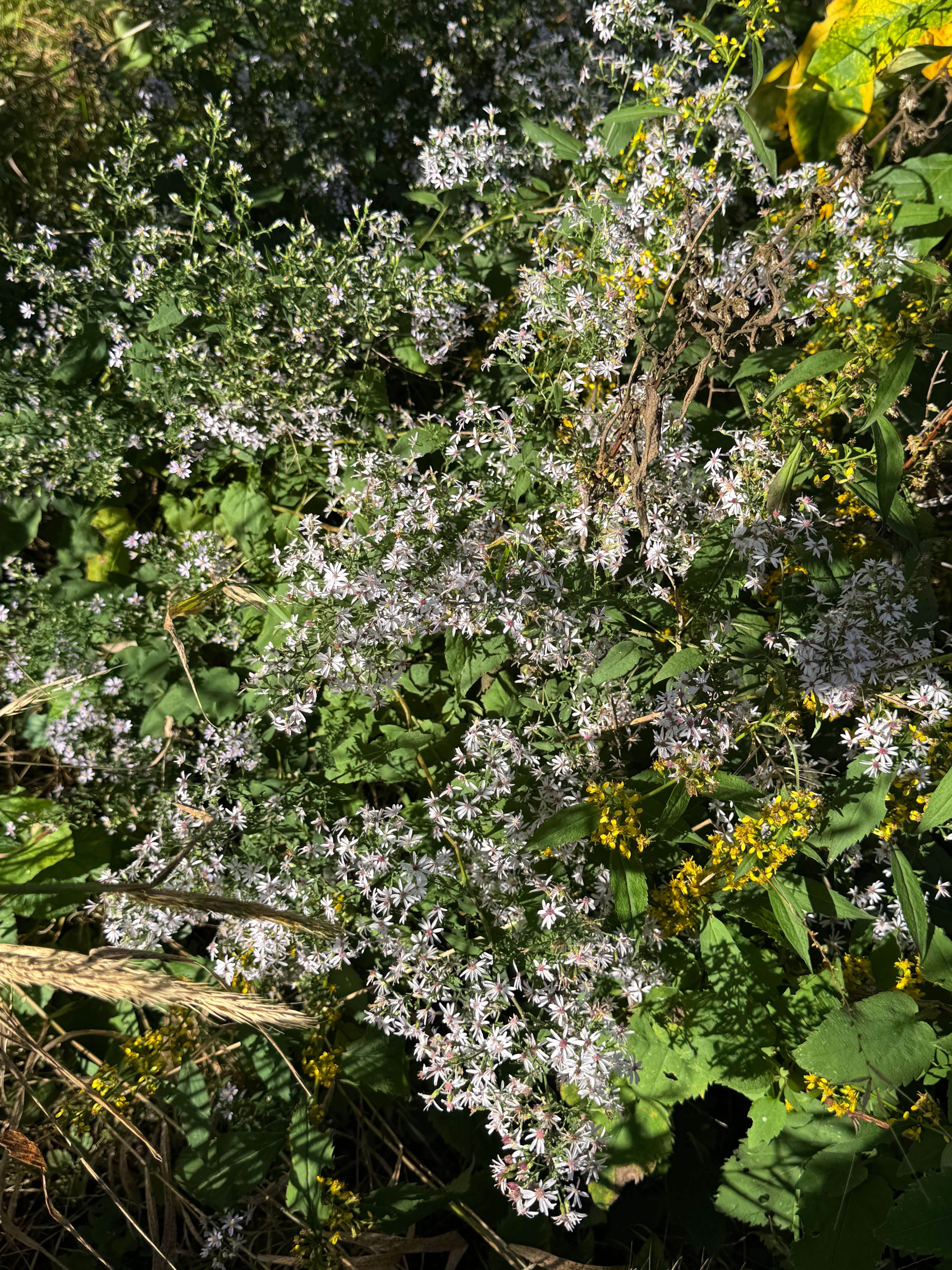 Calico Aster (Symphyotrichum Lateriflorum)