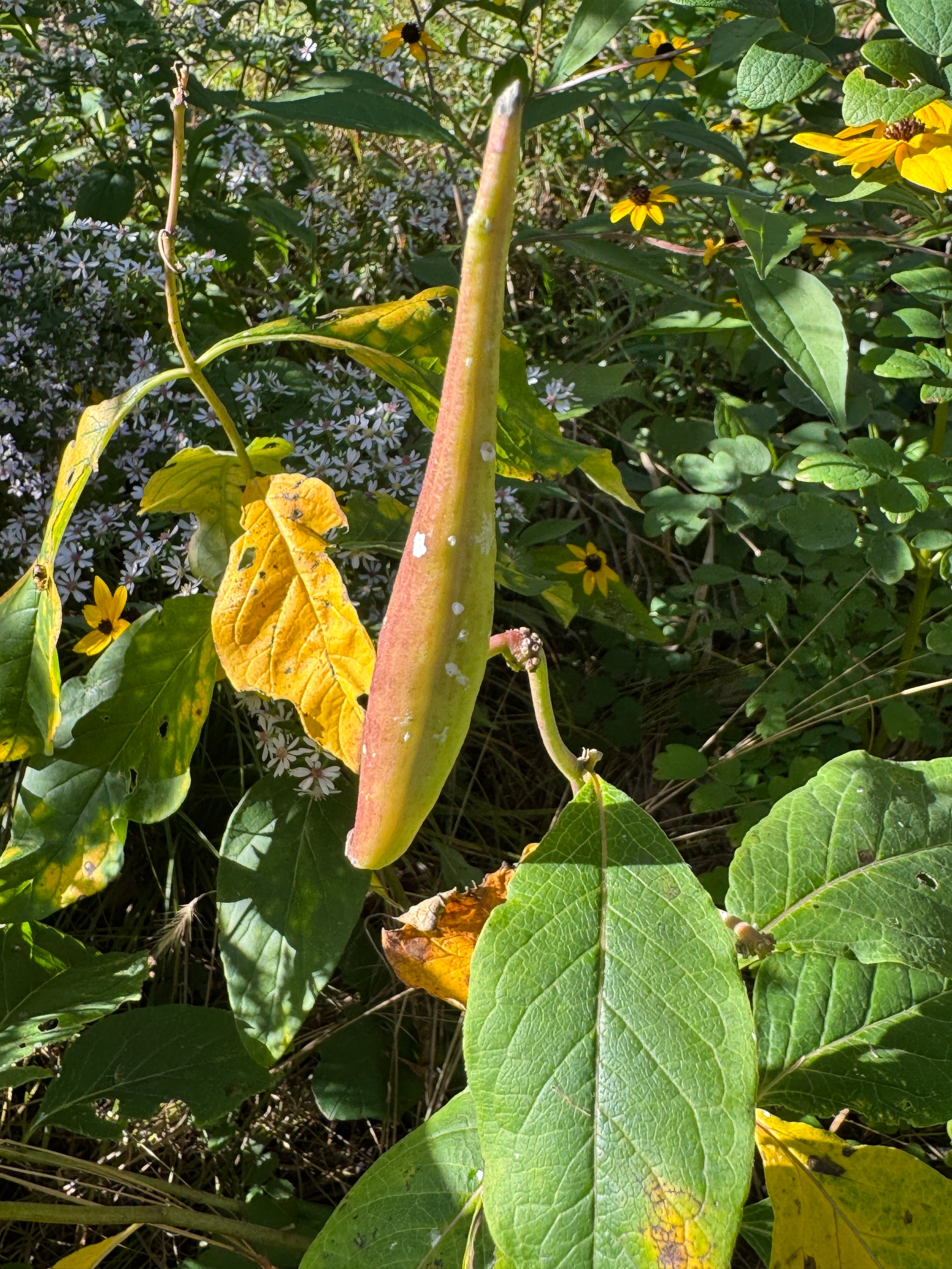 Poke Milkweed (Asclepias Exaltata)