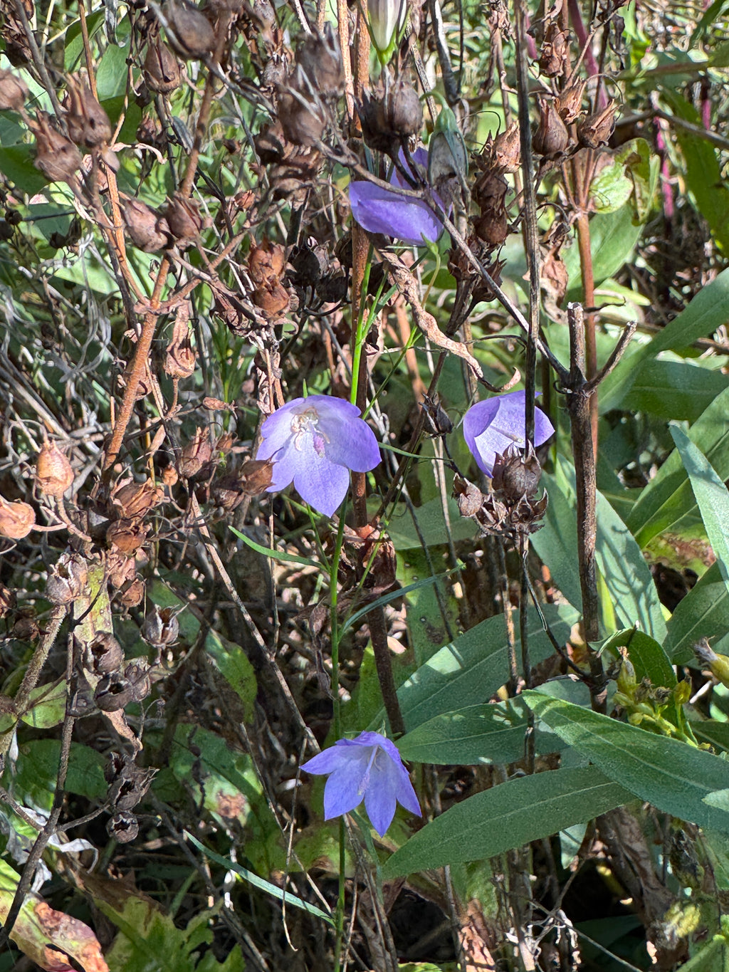 Harebell (Campanula Rotundifolia)