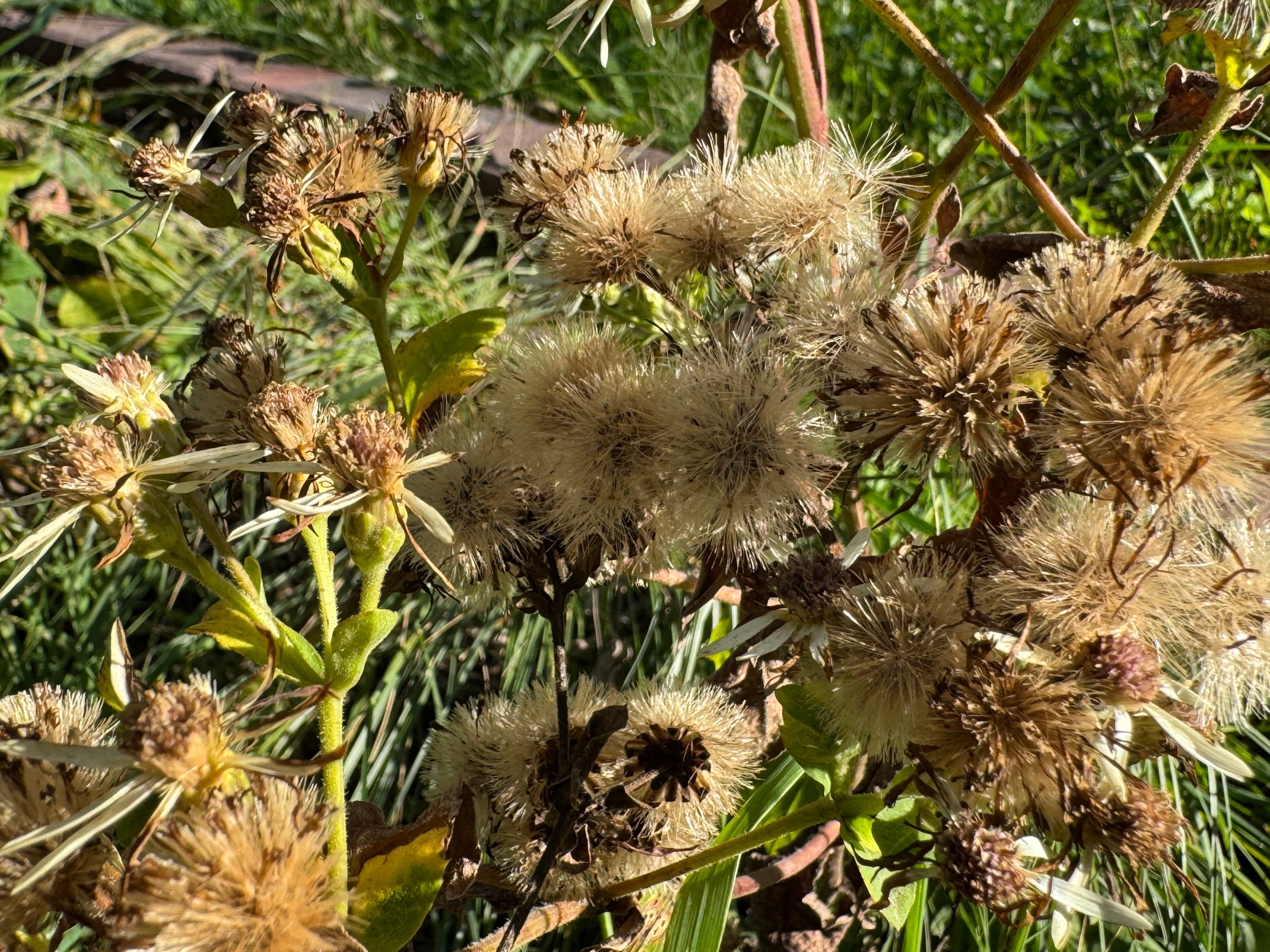 Big-leaf Aster (Eurybia Macrophylla)