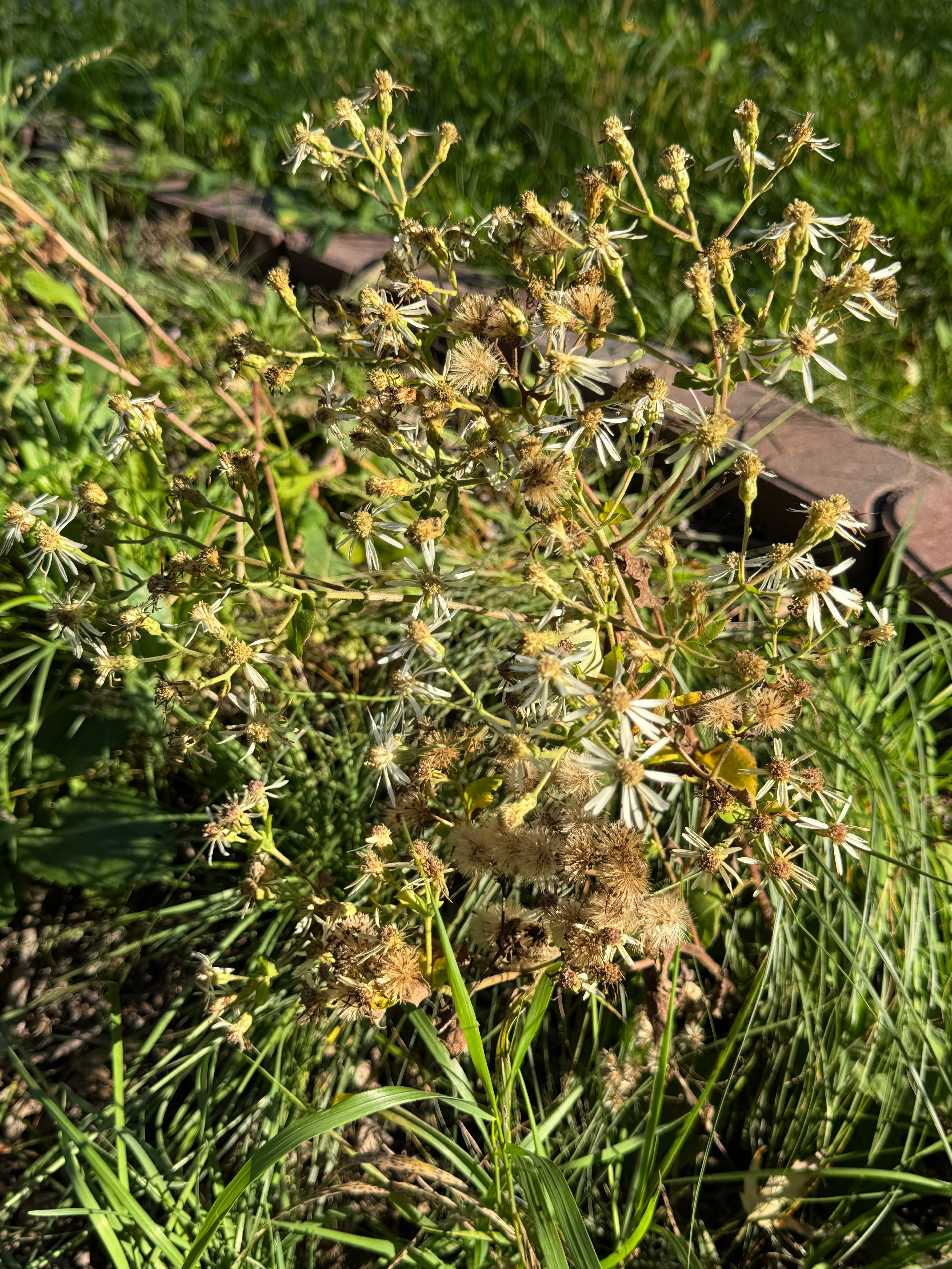 Big-leaf Aster (Eurybia Macrophylla)
