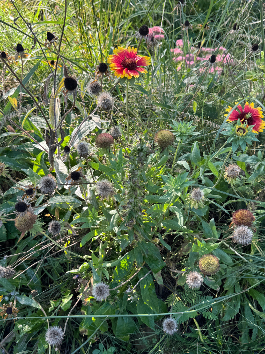 Blanket Flower (Gaillardia Aristata)