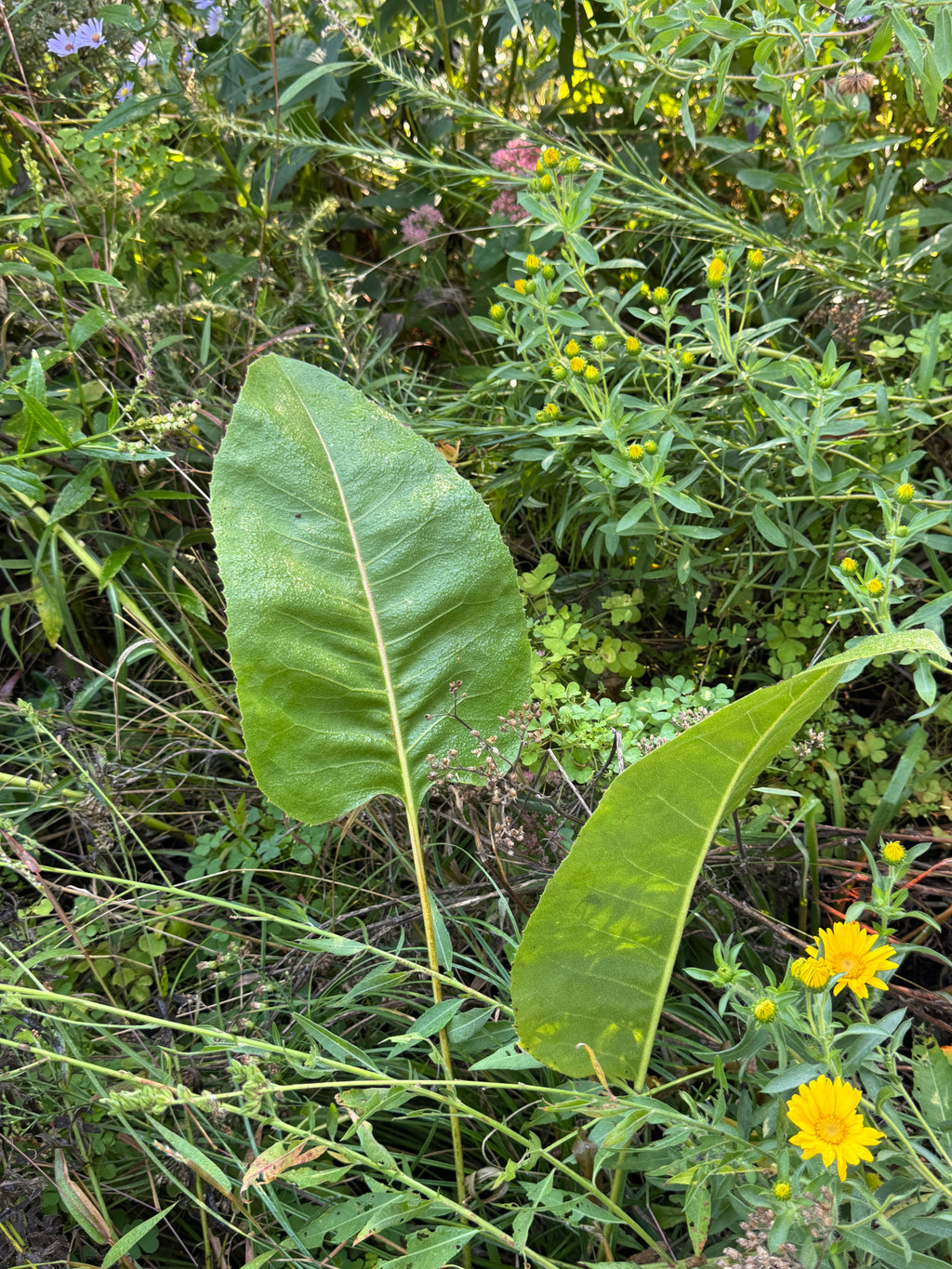 Prairie Dock (Silphium Terebinthinaceum)