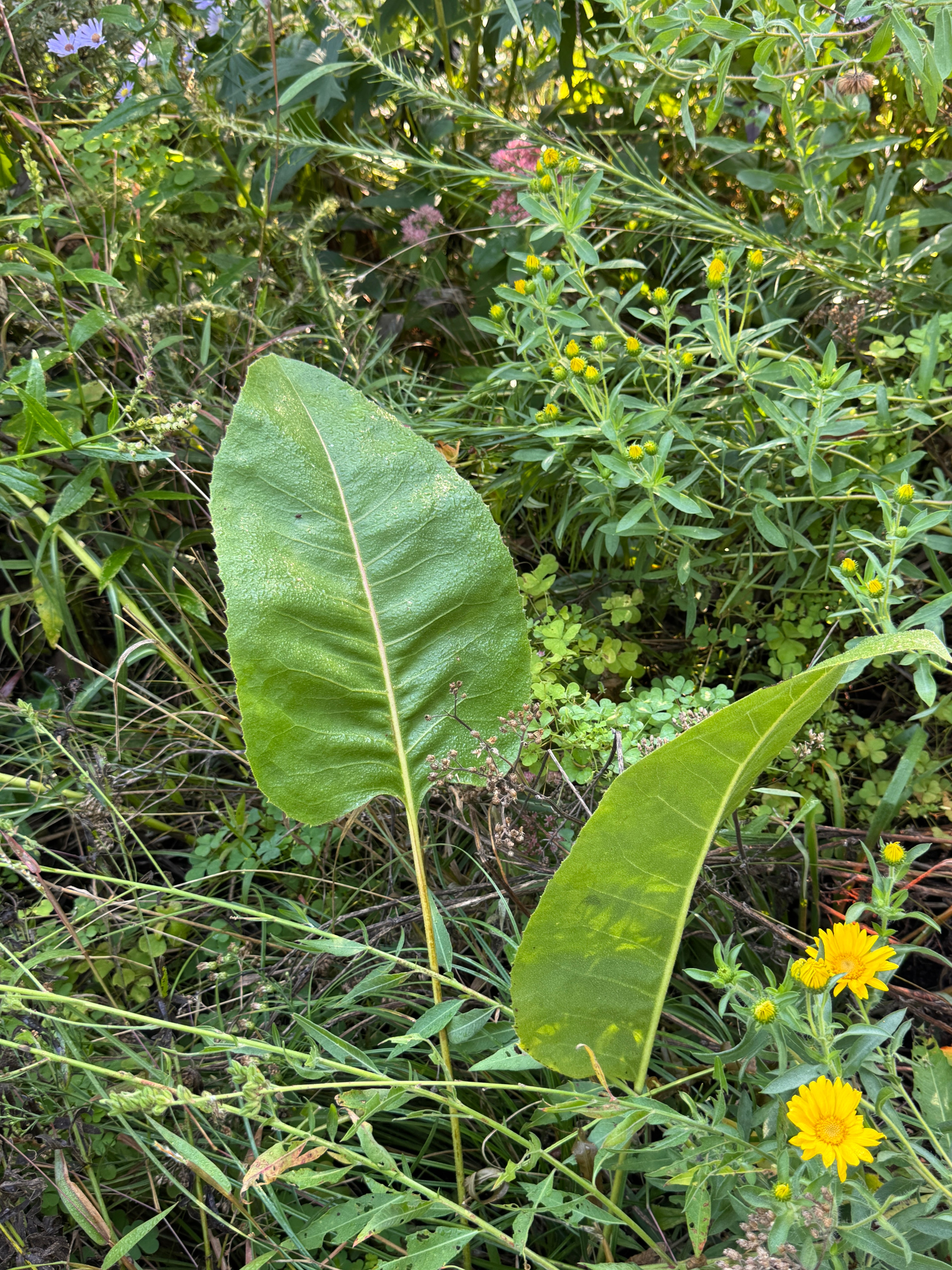 Prairie Dock (Silphium Terebinthinaceum)
