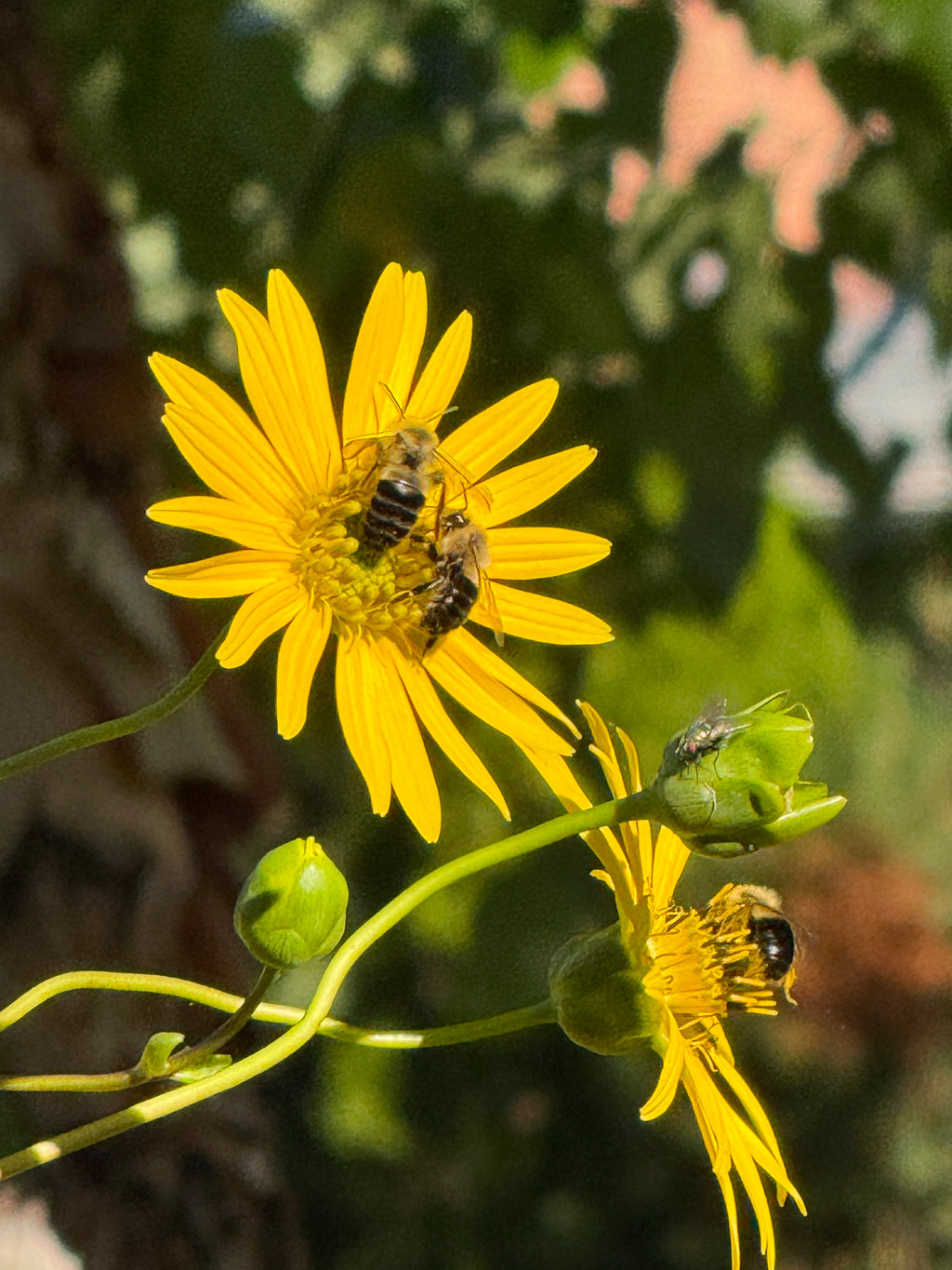 Prairie Dock (Silphium Terebinthinaceum)