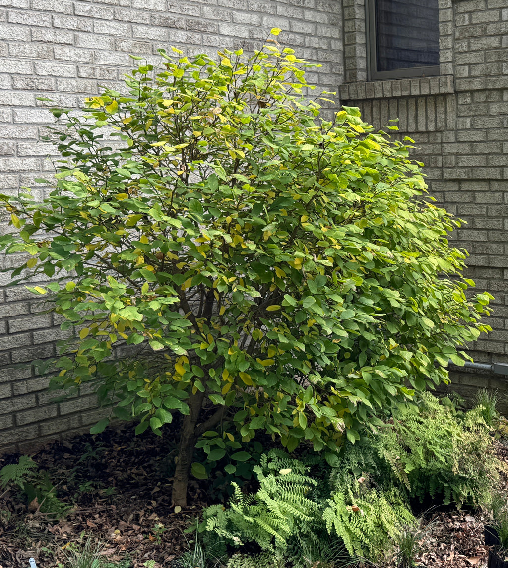 Leatherwood (Dirca Palustris)