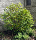 Leatherwood (Dirca Palustris)