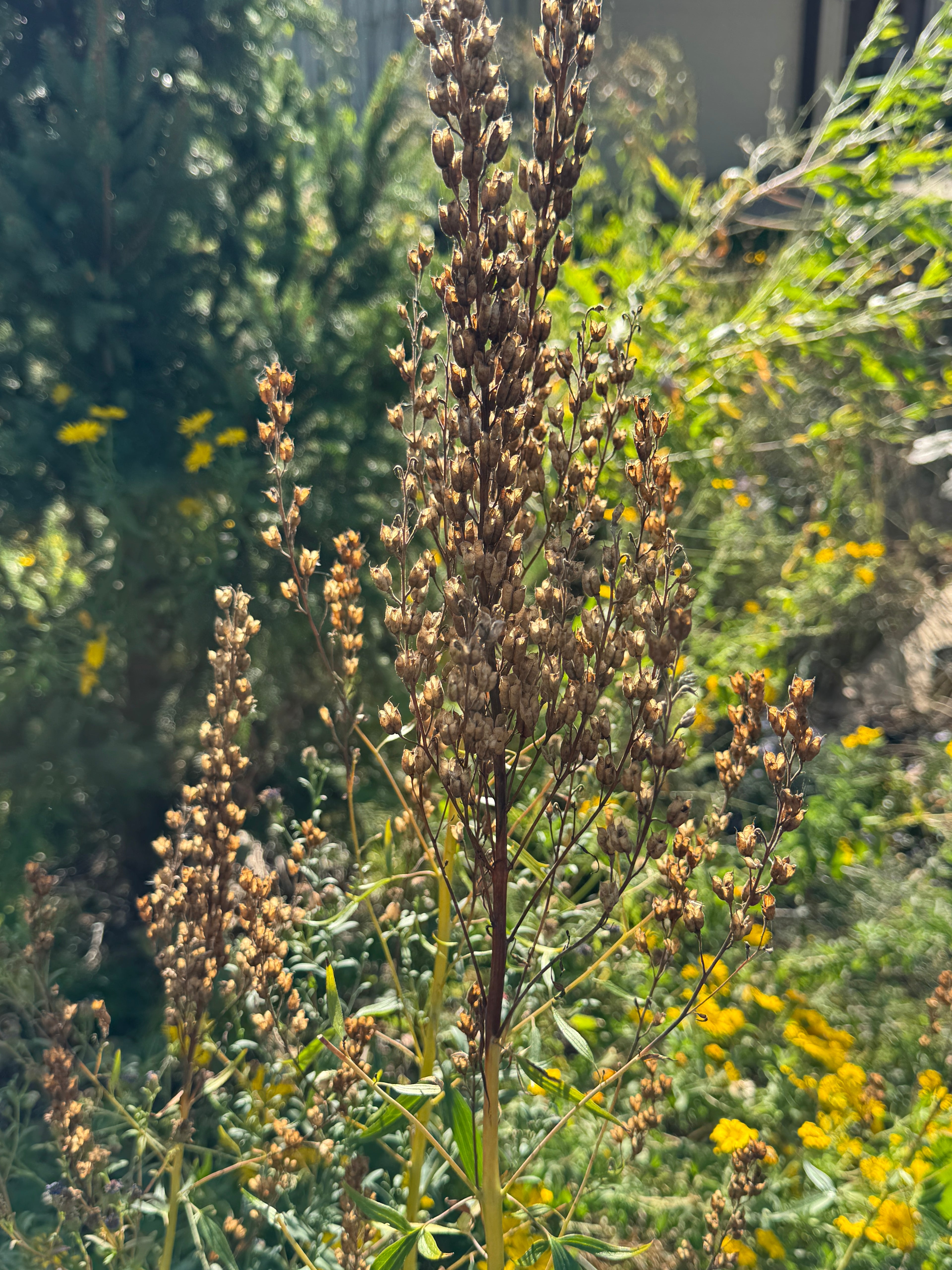 Tall Larkspur (Delphinium Exaltatum)