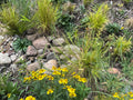 Rain Garden Kit