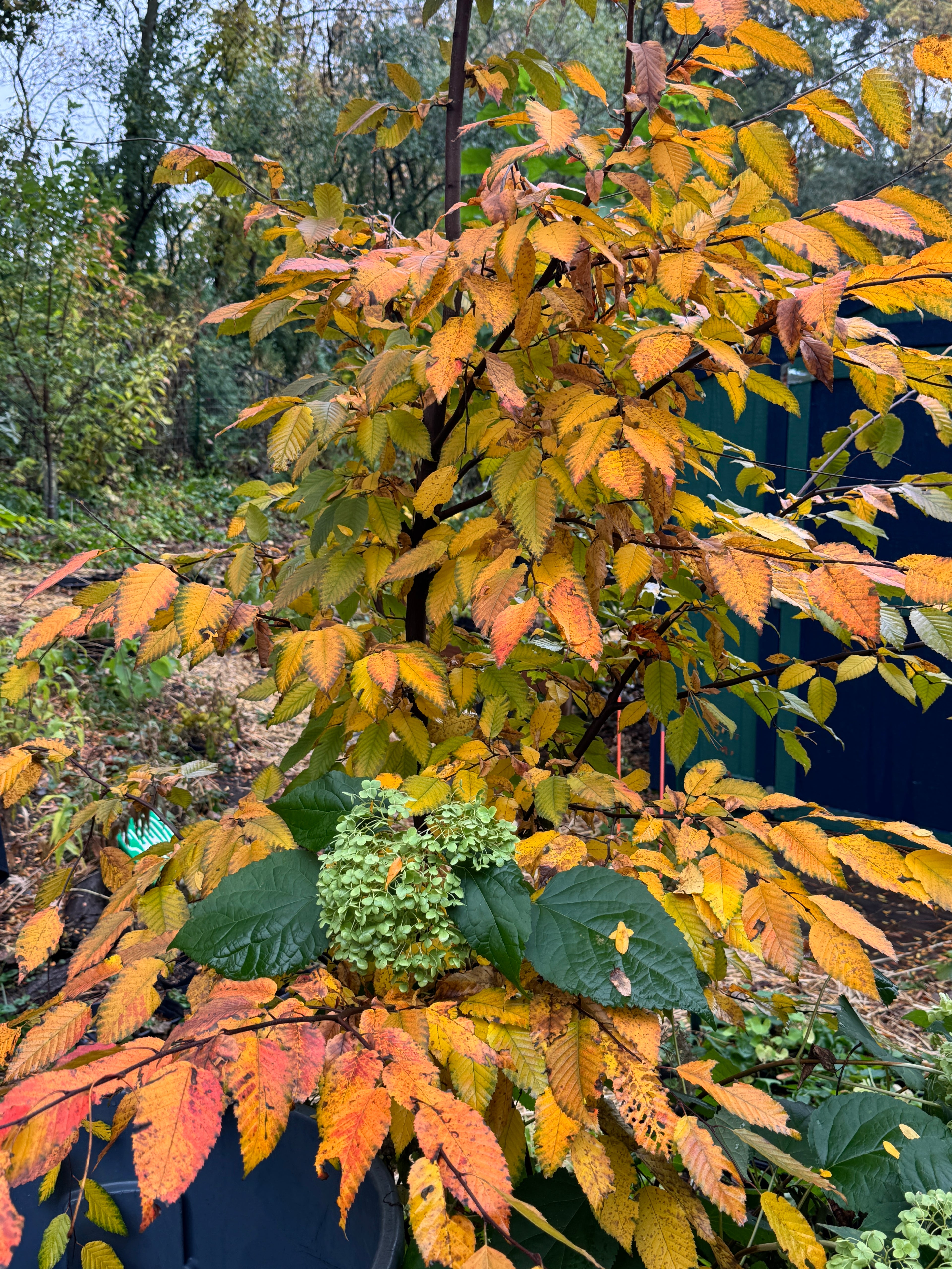 Musclewood (Carpinus Caroliniana)