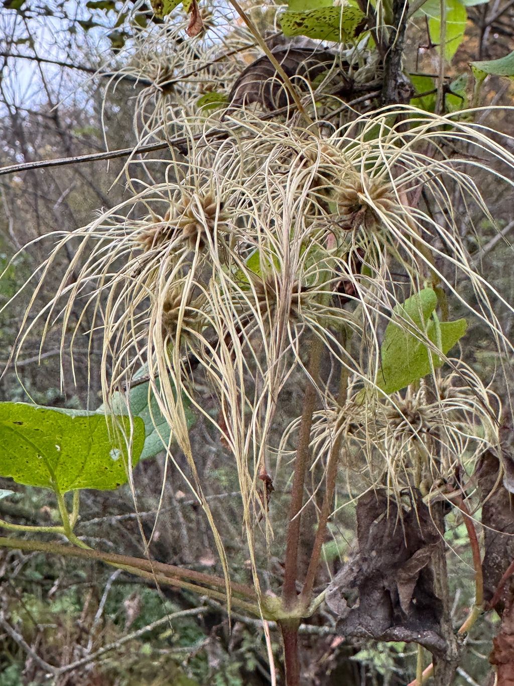 Virgin's Bower (Clematis Virginiana)