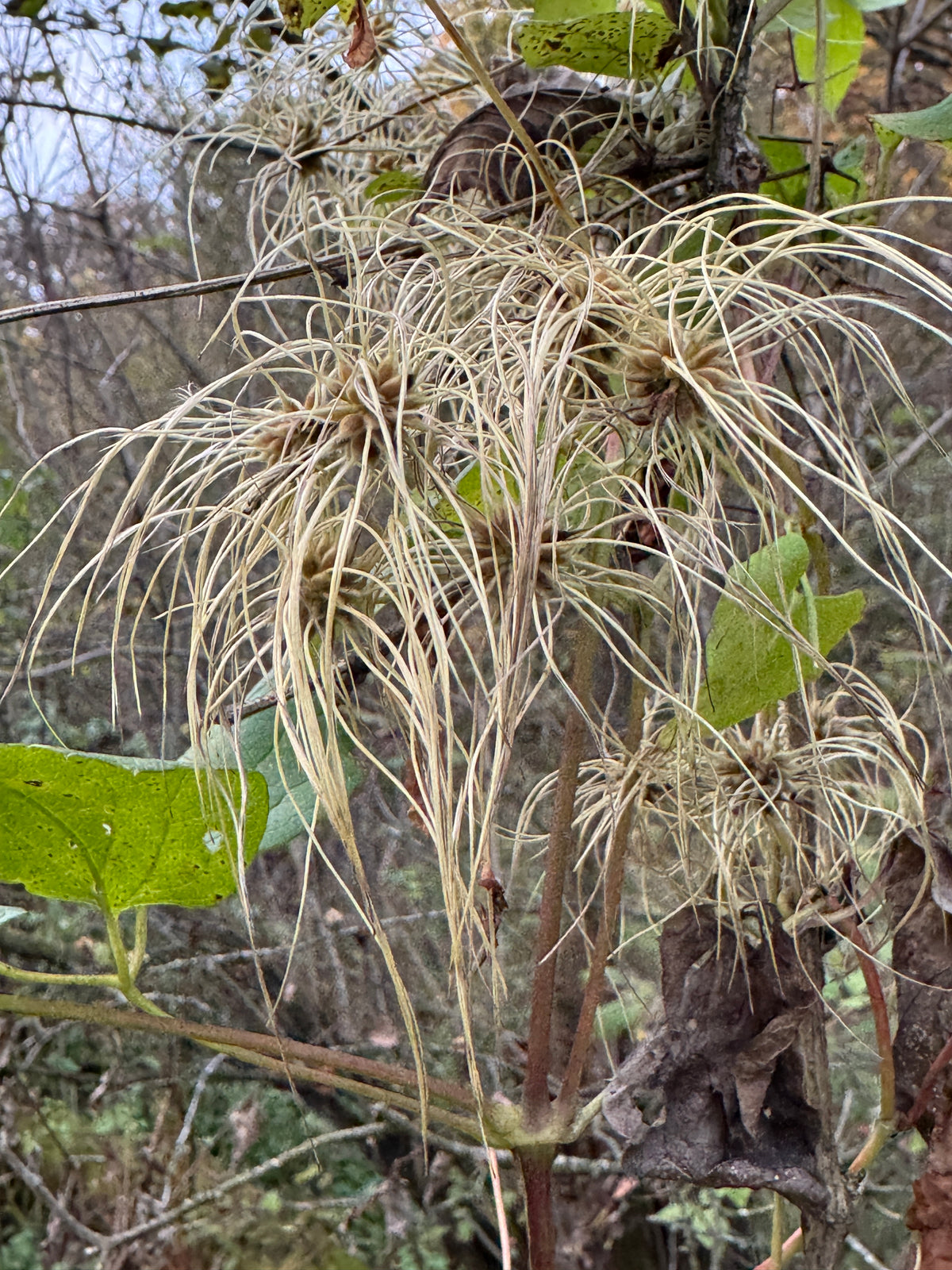 Virgin's Bower (Clematis Virginiana)