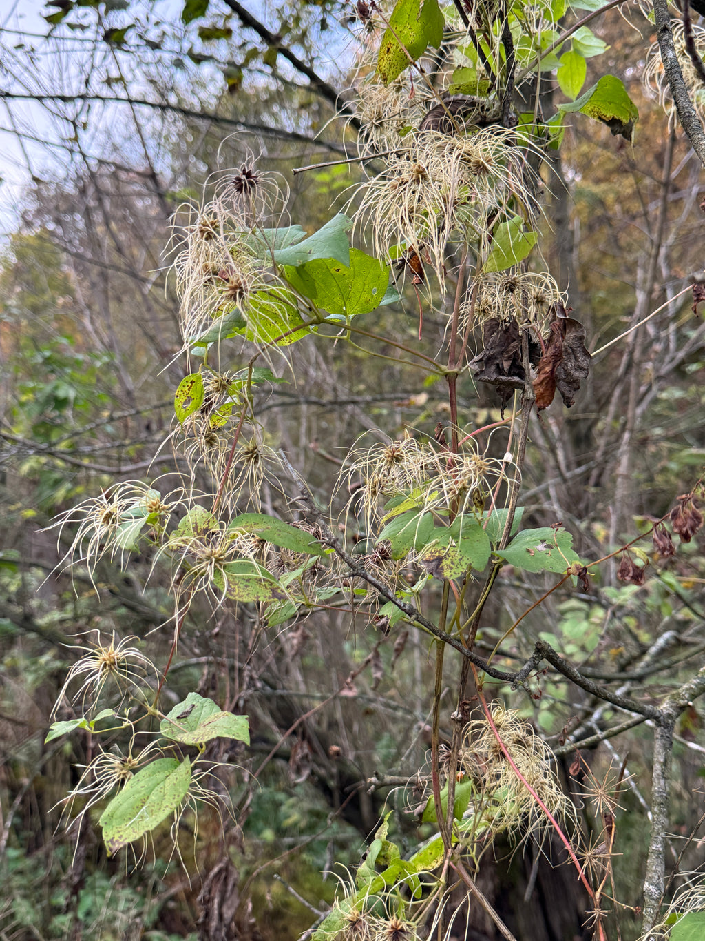 Virgin's Bower (Clematis Virginiana)