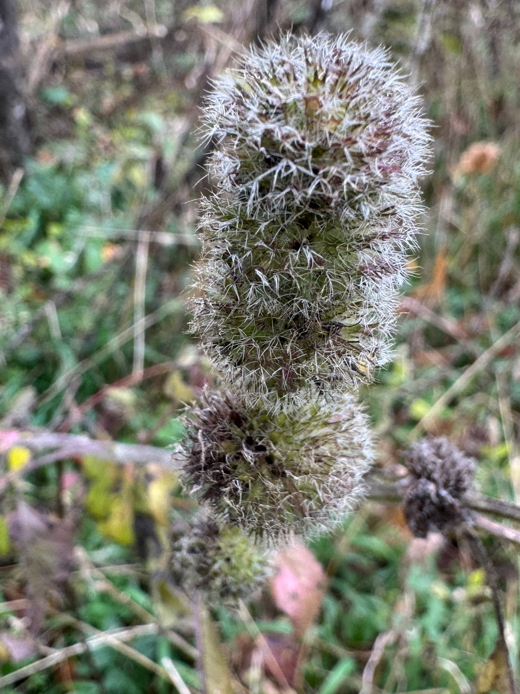 Hairy Wood Mint (Blephilia Hirsuta)